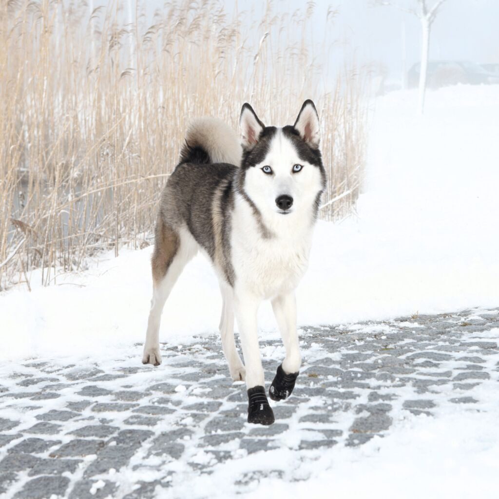 TRIXIE Pfotenschutz Pfotenschutz Walker Active - schwarz