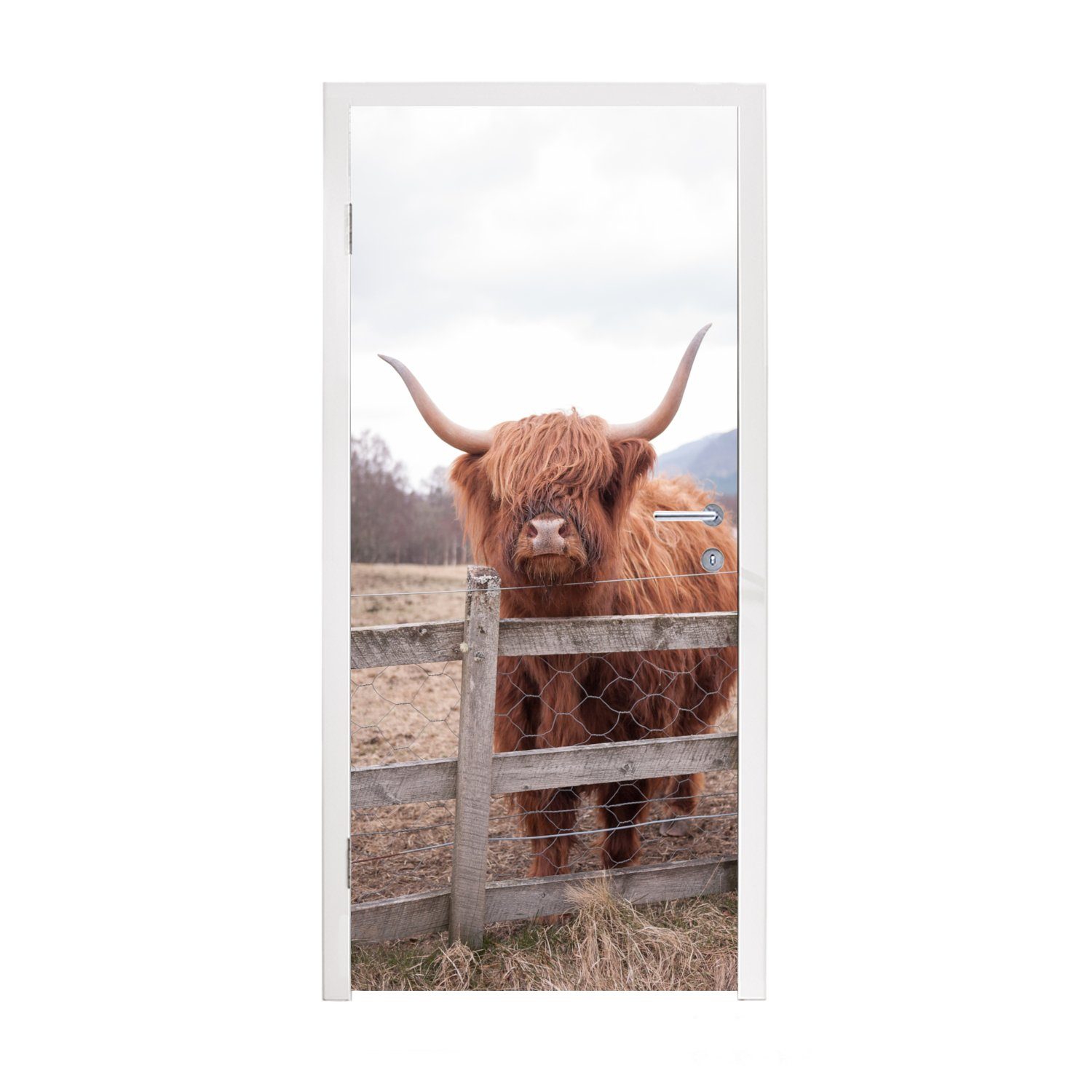 MuchoWow Türtapete Scottish Highlander - Gras - Zaun, Matt, bedruckt, (1 St), Fototapete für Tür, Türaufkleber, 75x205 cm