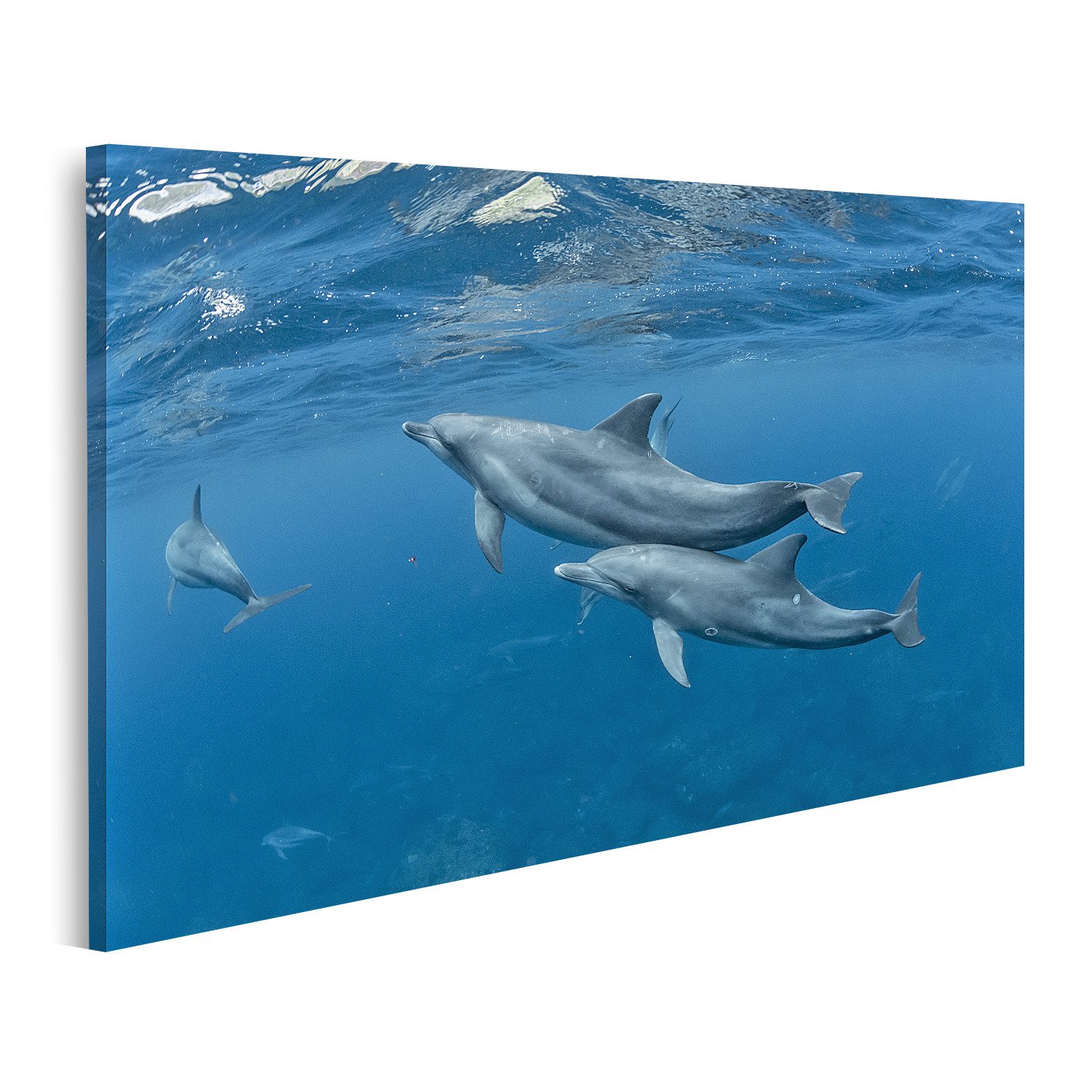 islandburner Leinwandbild Delfine Im Meer Bilder