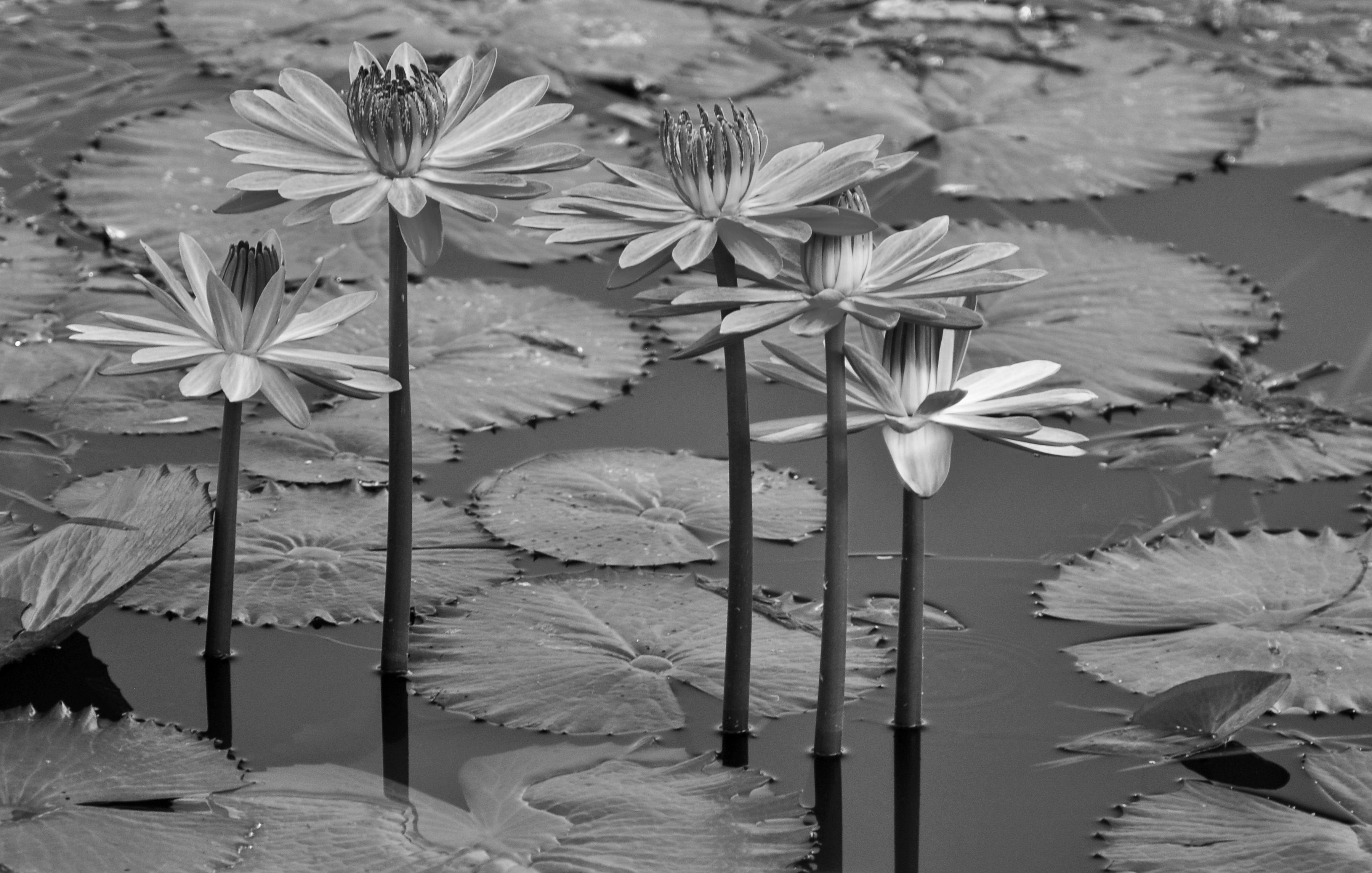 Papermoon Fototapete Seerosen, Teich, Blüten, Blätter Schwarz & Weiß
