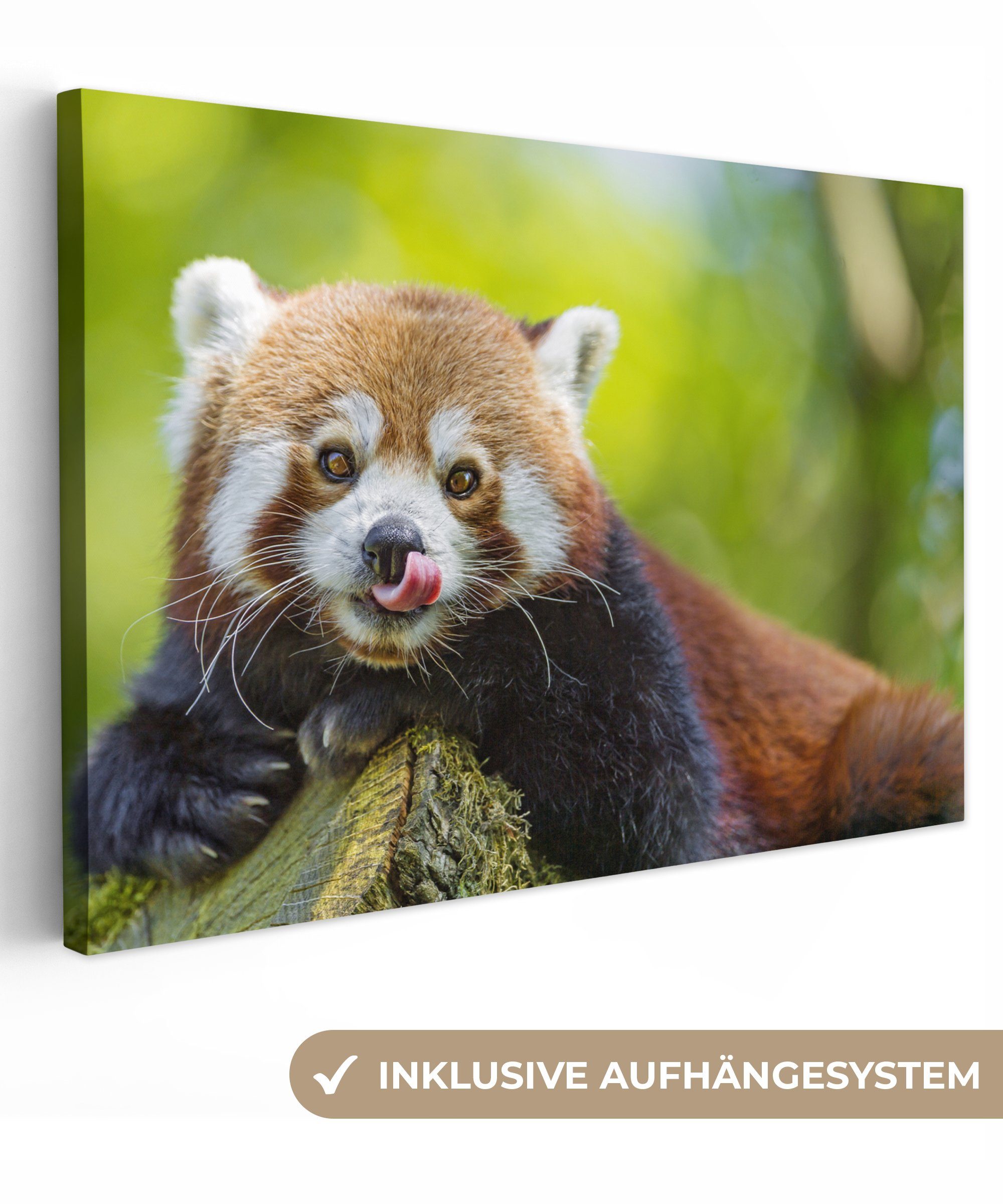Panda Leinwandbilder, Natur Leinwandbild Roter - Aufhängefertig, Wandbild Wanddeko, cm St), Rüssel, - 30x20 (1 OneMillionCanvasses®
