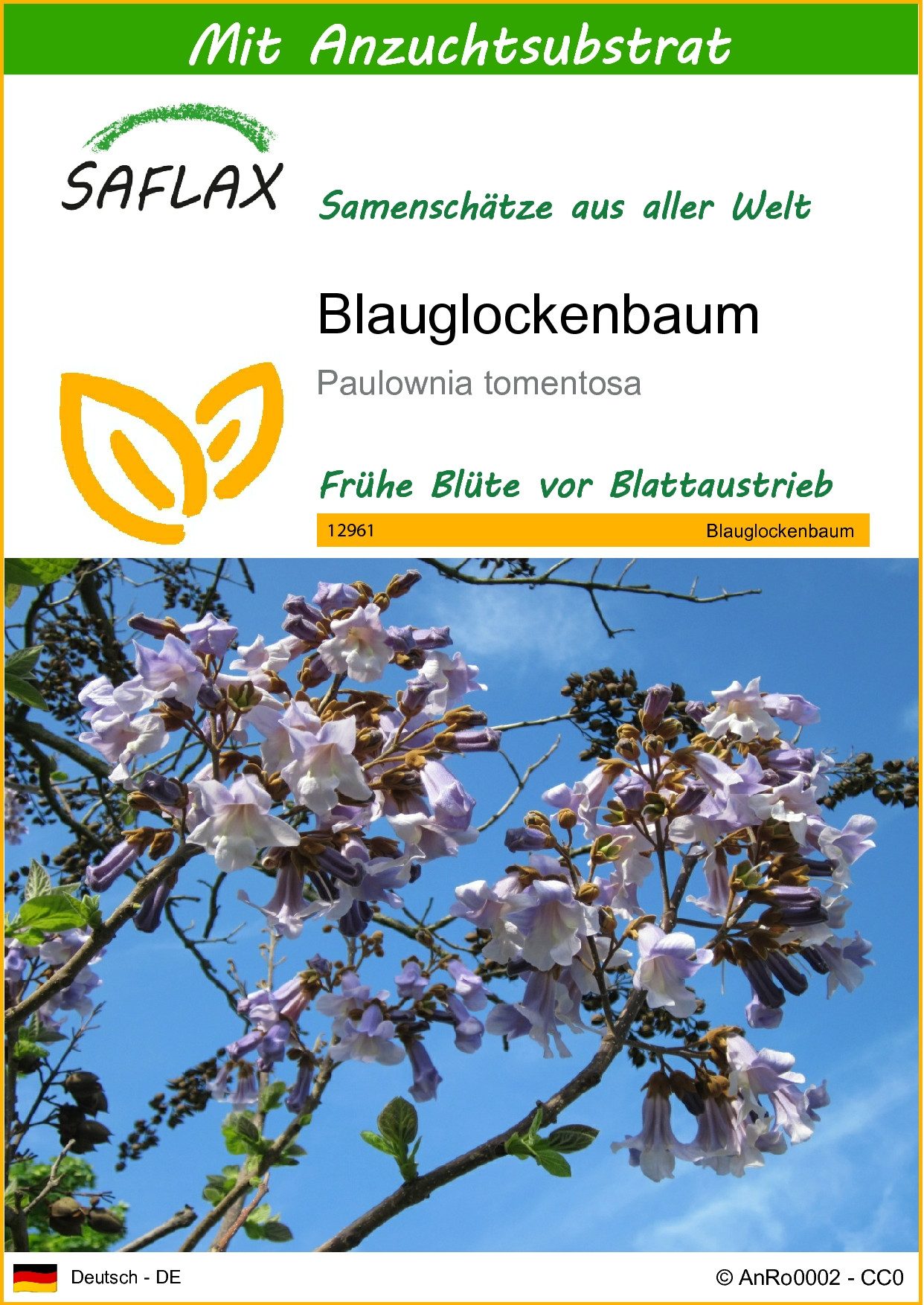 SAFLAX Blumensamen SAFLAX - Samen und Substrat - Blauglockenbaum