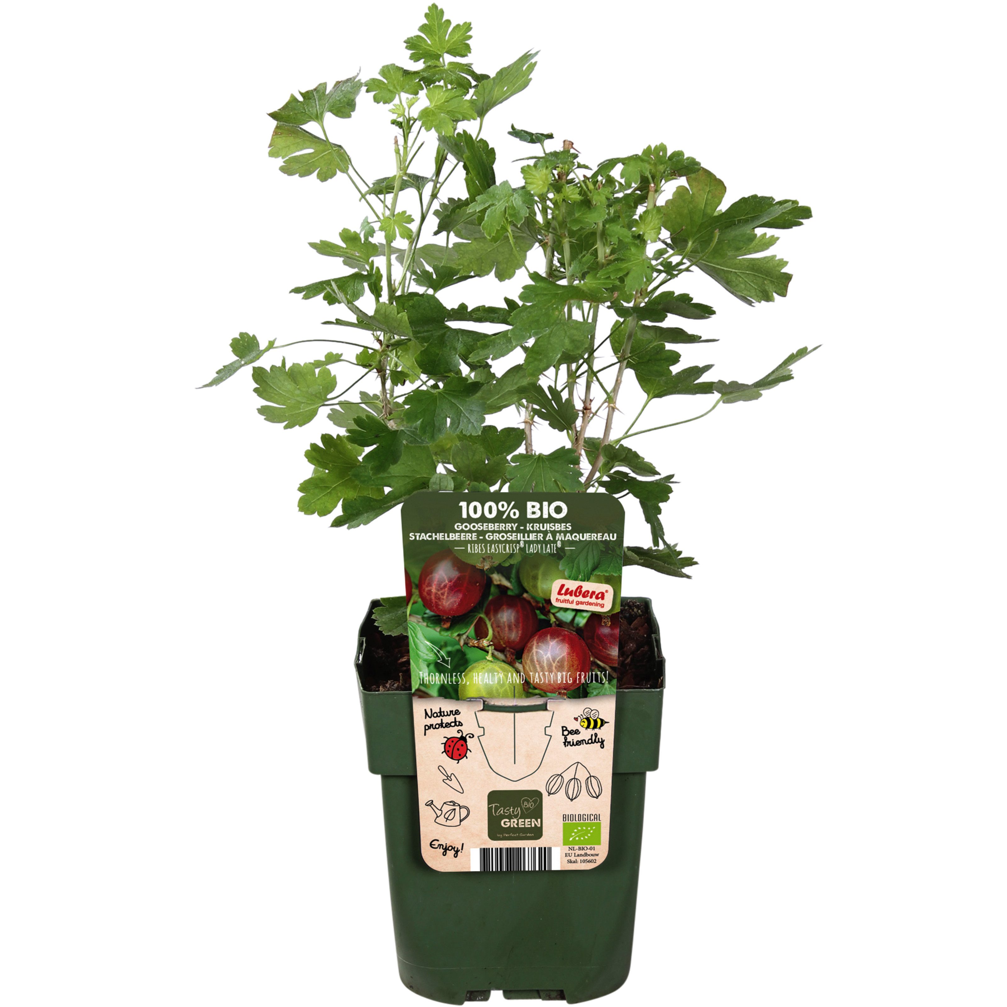 Dehner Obstpflanze Bio Stachelbeere Easycrisp® Lady Late®, 30-50 cm, selbstbefruchtender Beerenstrauch mit dunkelroten Früchten