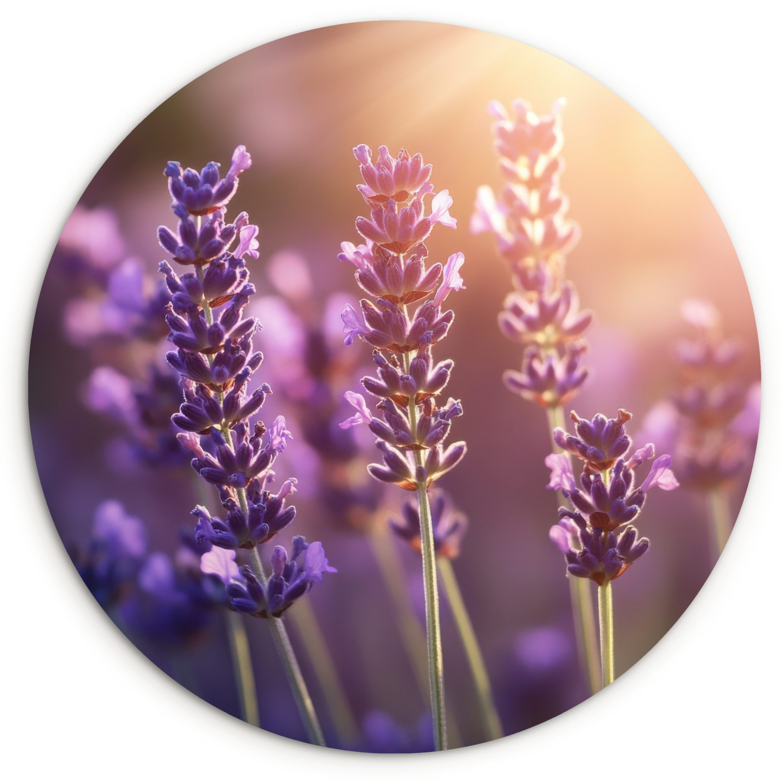MuchoWow Gemälde Lavendelblüten - Lila - Sonnenlicht, Fotodruck (1 St), Kreis Wanddekoration, Rundes Wandbild, 30x30 cm