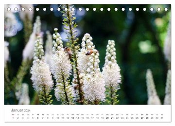 CALVENDO Wandkalender Blütenzauber (Tischkalender 2024 DIN A5 quer), CALVENDO Monatskalender