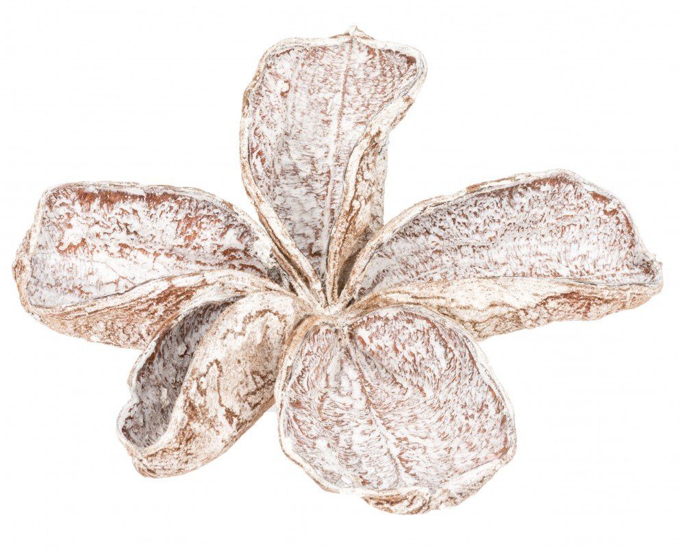 NaDeco Bastelnaturmaterial Landlotus Weiß gefärbt, Größe ca. 5-10cm Stercúlia úrens