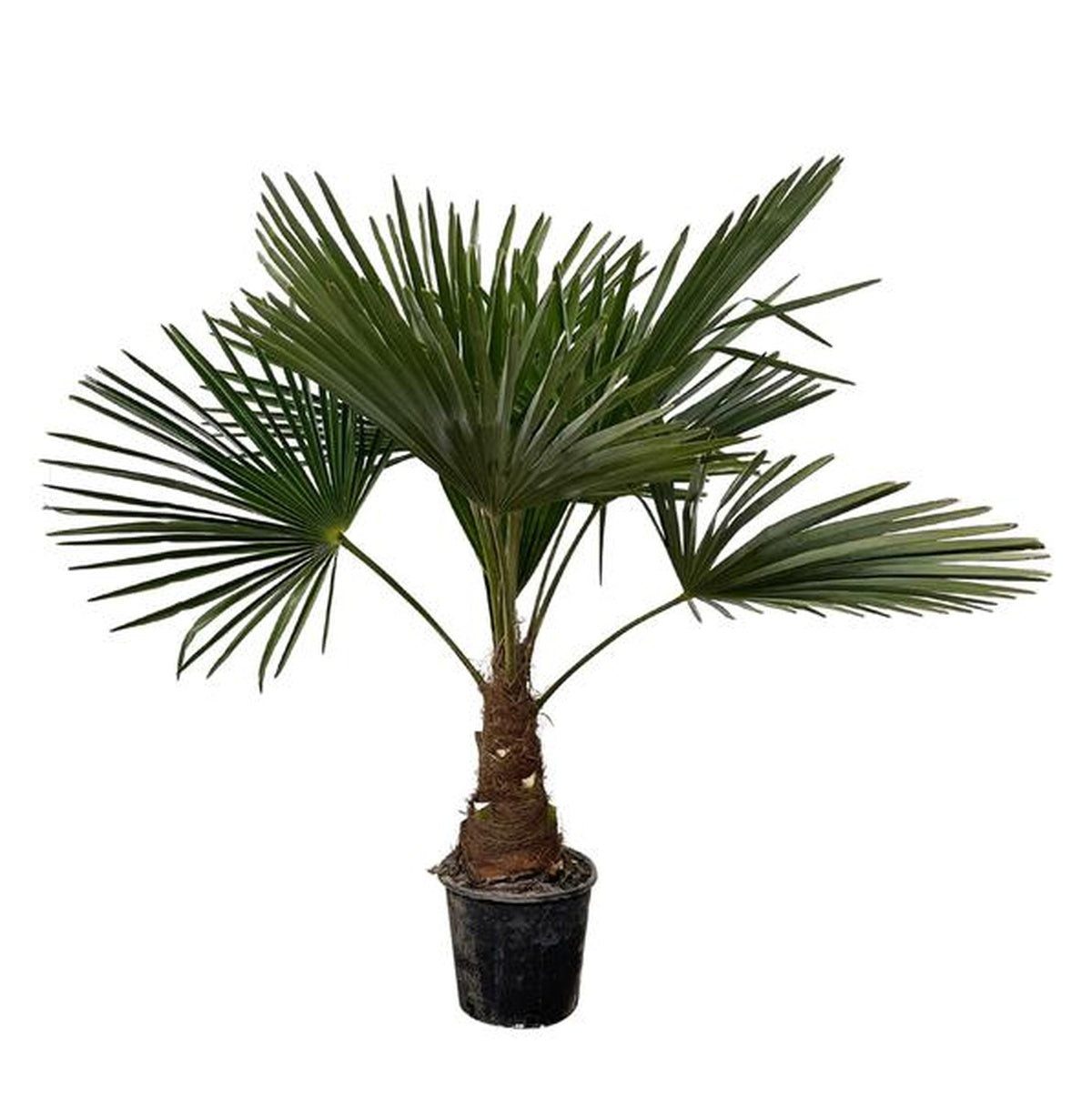 Florora Kübelpflanzen Trachycarpus fortunei – Hanfpalme – 100 cm – Topf 21 cm