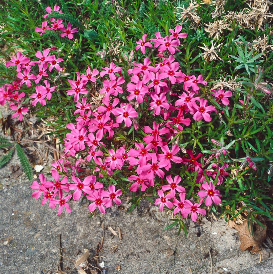 Pflanzen für Dich Bodendecker Phlox subulata Scarlet Flame, 1 St., Polster- günstig online kaufen