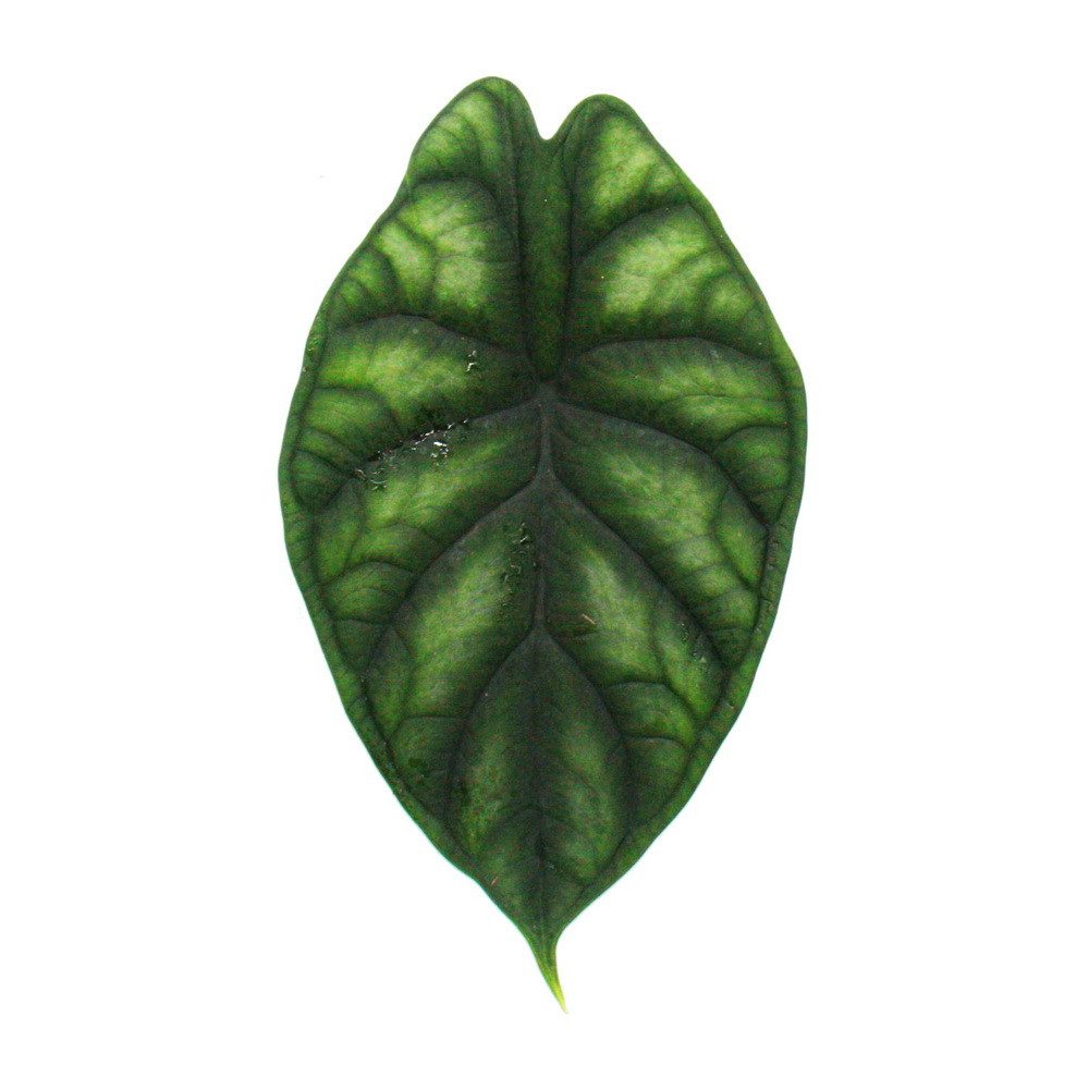 Exotenherz Zimmerpflanze Kokodama Alocasia baginda Dragon Scale im Kokodama günstig online kaufen