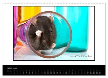 CALVENDO Wandkalender Ratte Ouille (Calendrier supérieur 2023 DIN A2 horizontal)