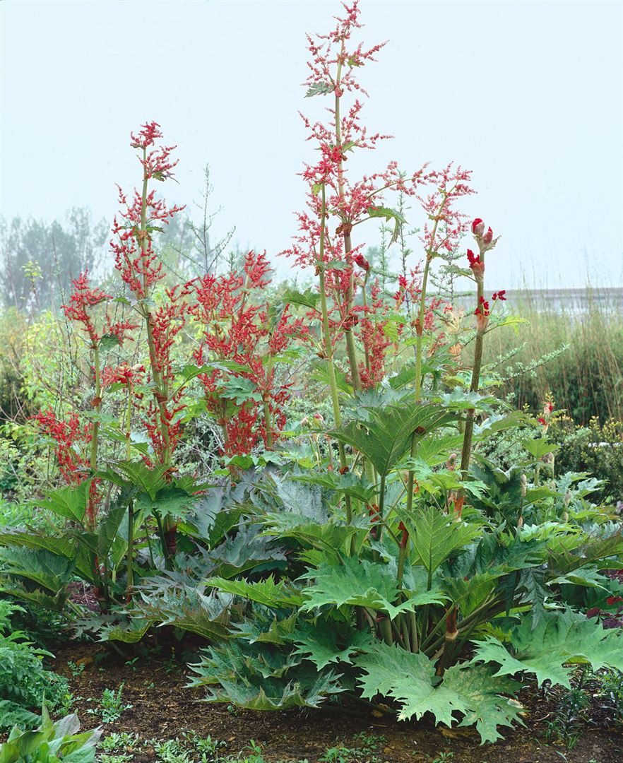 Pflanzen für Dich Obstpflanze Rheum palm. tanguticum, 1 St., Handlappiger Rhabarber, Chinesischer Rhabarber, Zier-Rhabarber, rote Stängel, große Blätter