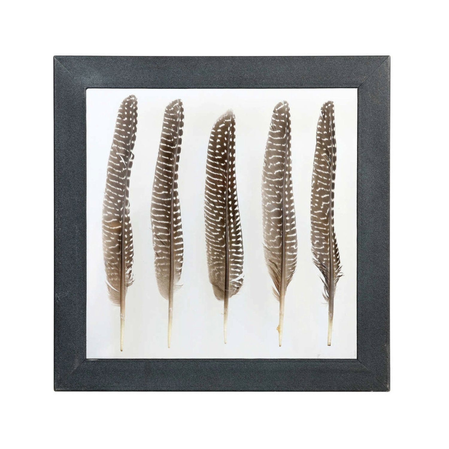 HKLiving Bild HKliving Pheasant Feather Frame Brown