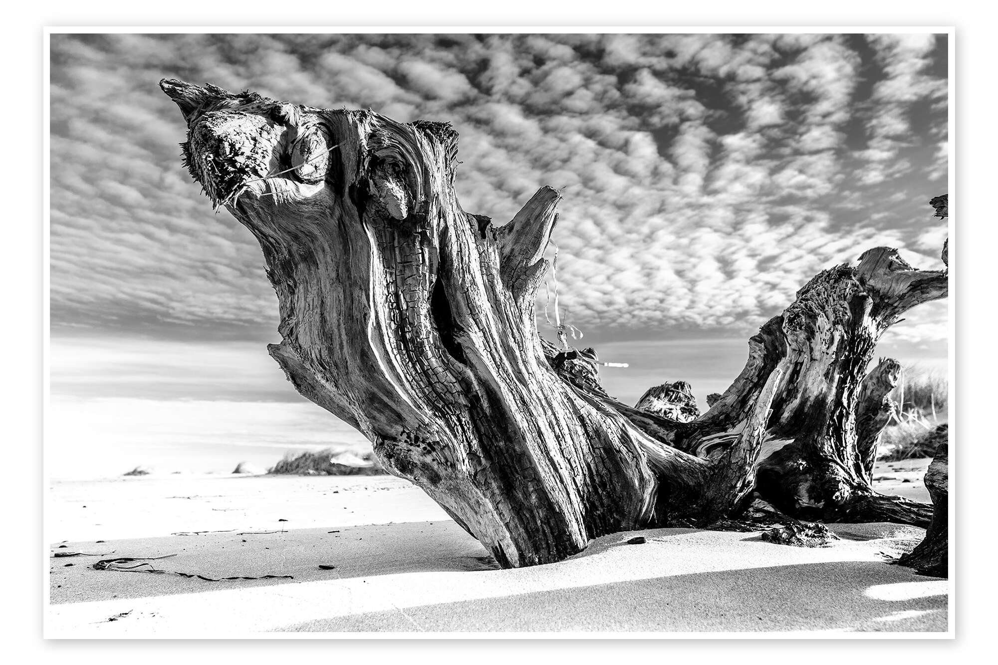 Posterlounge Wandbild Ostseestrand mit alter Baumwurzel (schwarz weiß), Sascha Kilmer, erhältlich als Poster, Leinwandbild, Wandsticker oder Acrylglasbild