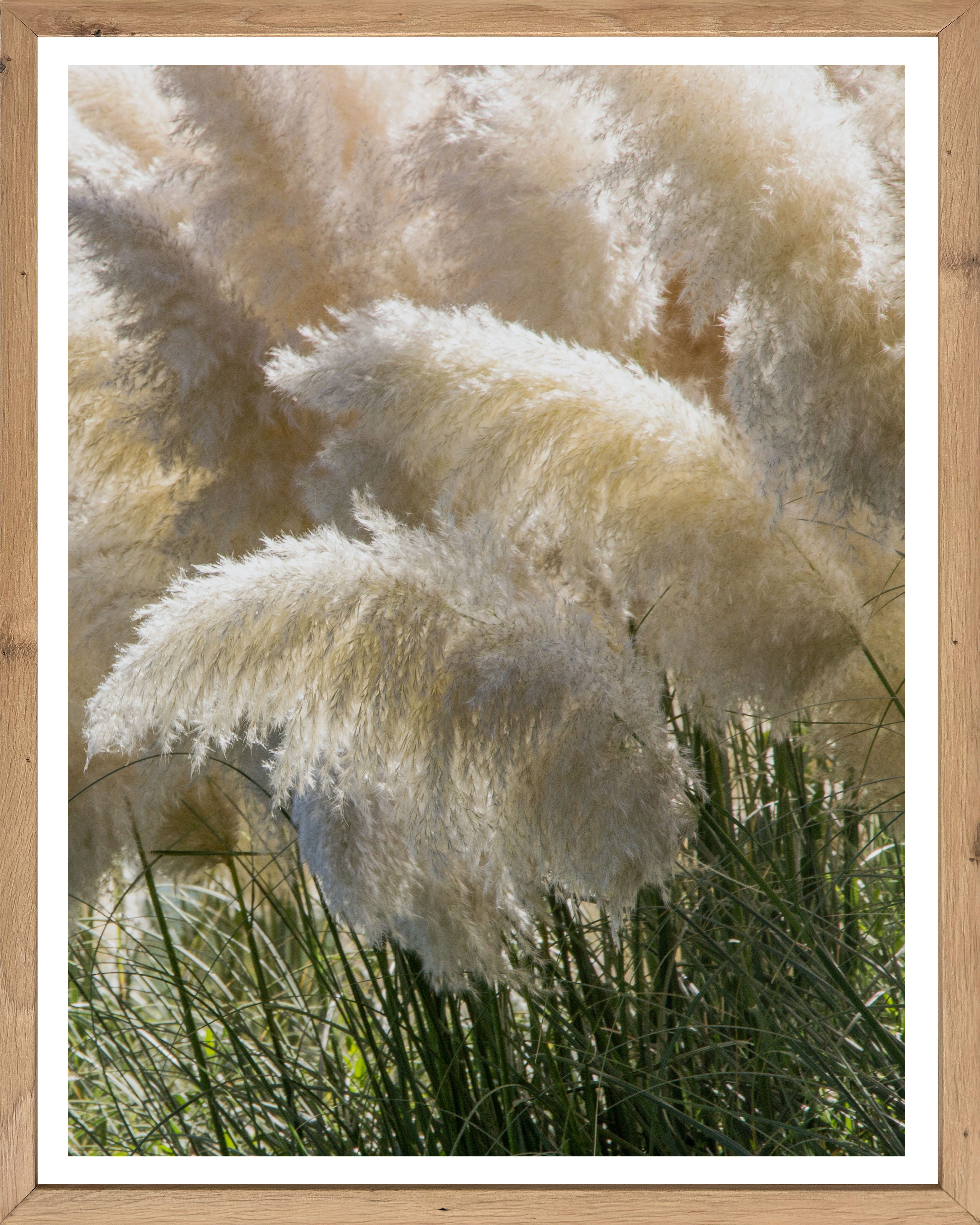 Bönninghoff Bild mit Rahmen, Gräser, Landschaft, Natur, Pflanzen (1 St)