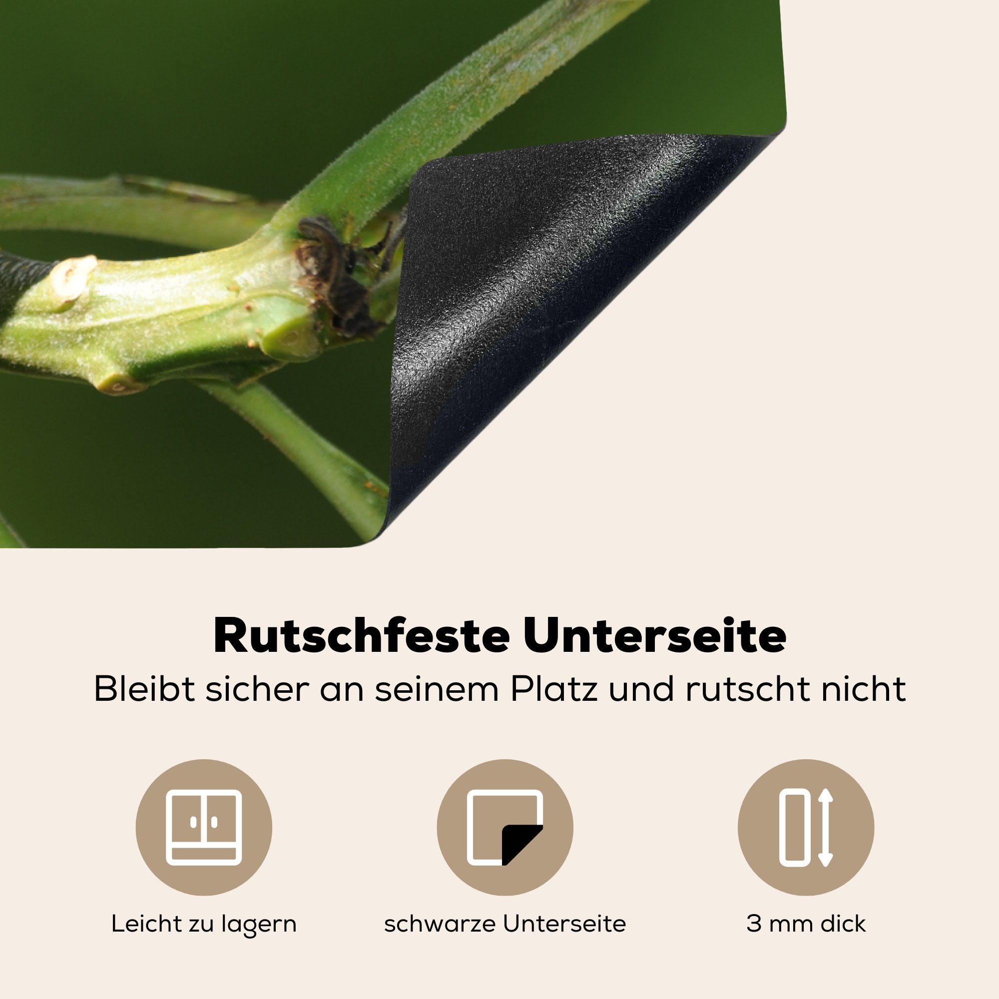 sitzt Herdblende-/Abdeckplatte Vinyl, auf Ceranfeldabdeckung Induktionskochfeld eines Reisvogel cm, für die tlg), küche, MuchoWow (1 Schutz Ast 81x52 einem Plumaria-Baumes,