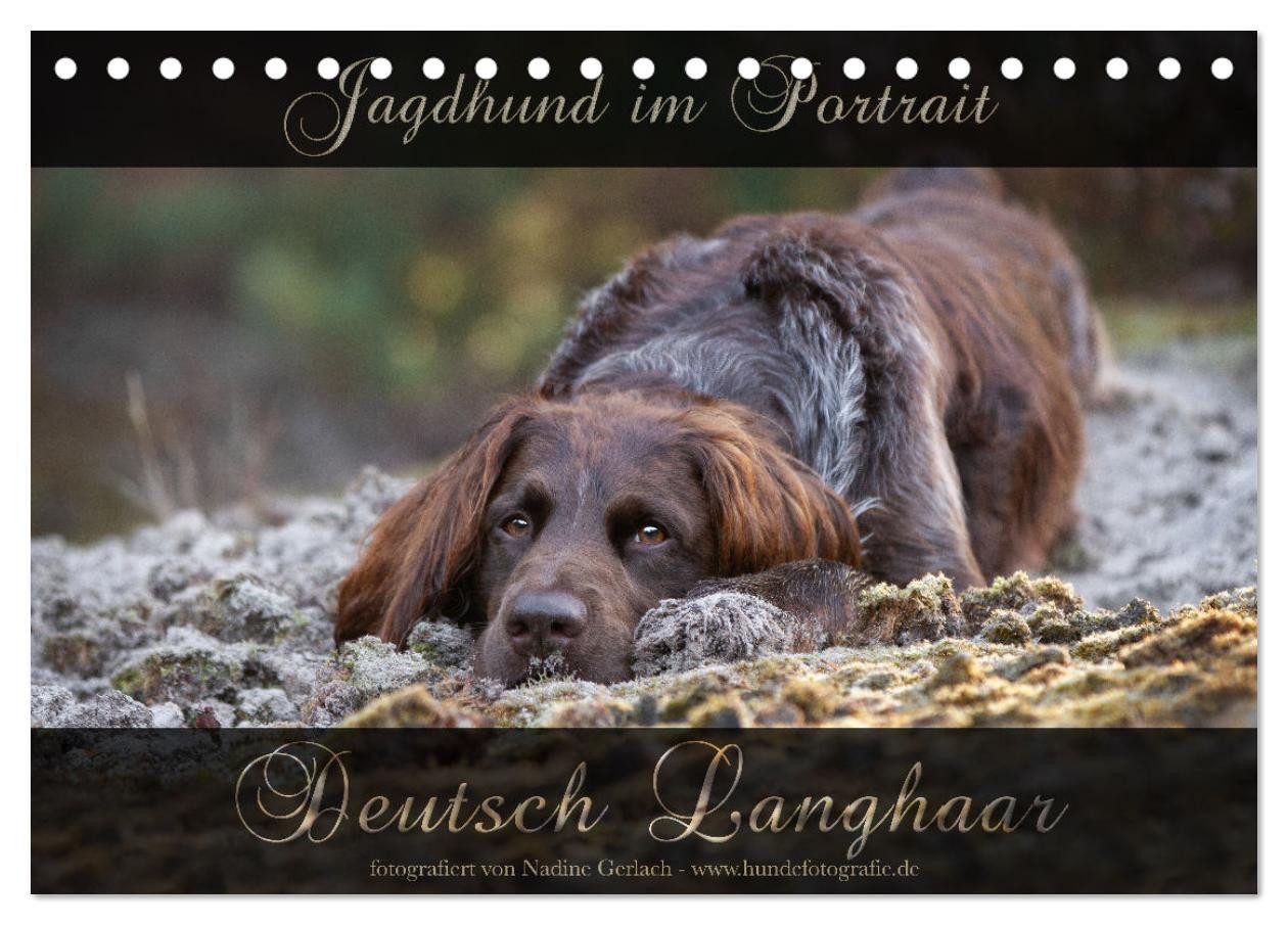 CALVENDO Настінний календар Jagdhund im Portrait - Deutsch Langhaar (Tischkalender 2026 DIN A5 que