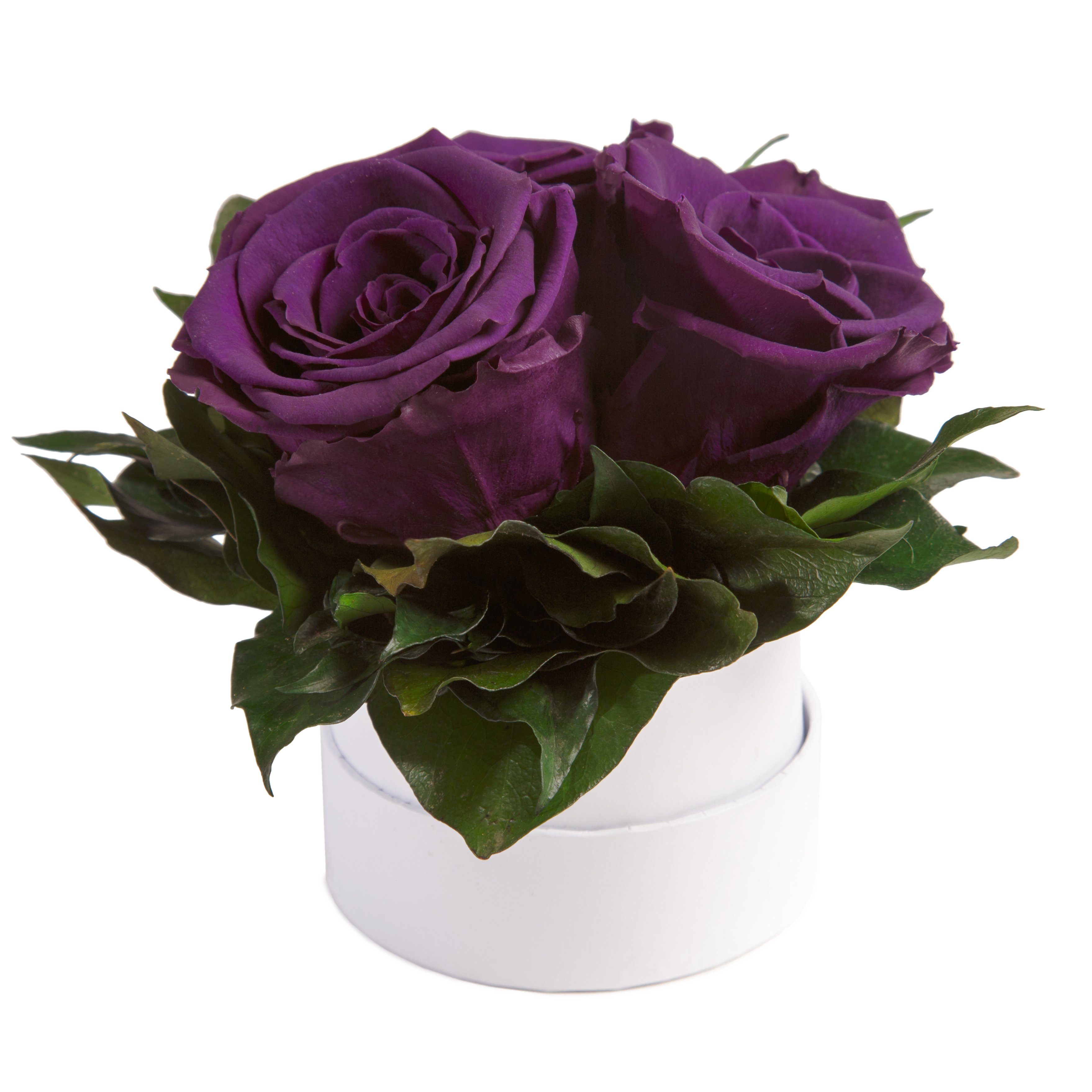 Sie Kunstblume ROSEMARIE Heidelberg, konserviert rund Rose, Rosen 10 weiß SCHULZ Dunkelviolett Rosen für 3 Rosenbox echte Infinity Geschenk cm, Höhe