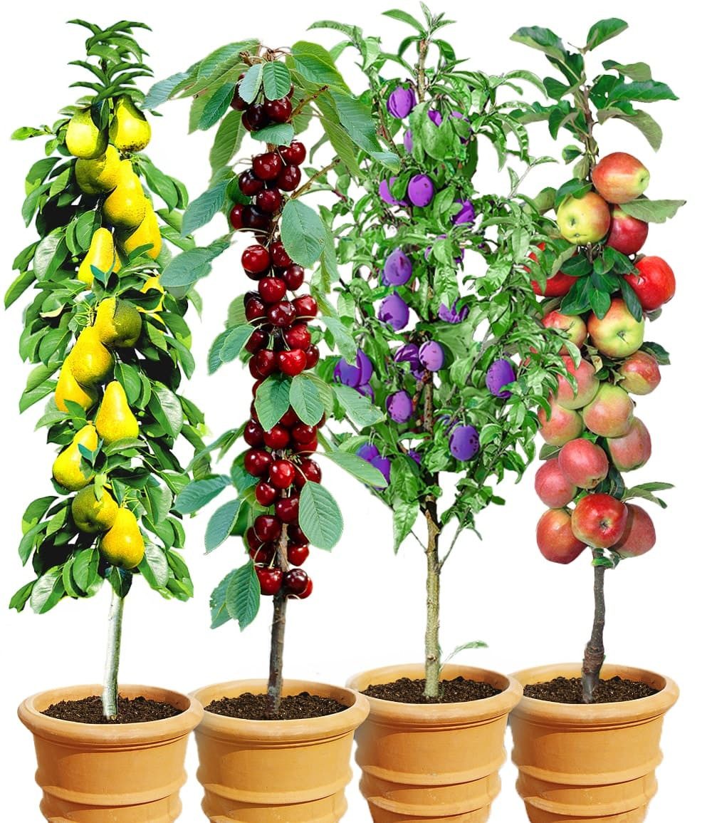 BALDUR Garten Obstpflanze 4er Säulenobst-Kollektion, 4 St., winterhart, mehrjährig, pflegeleicht