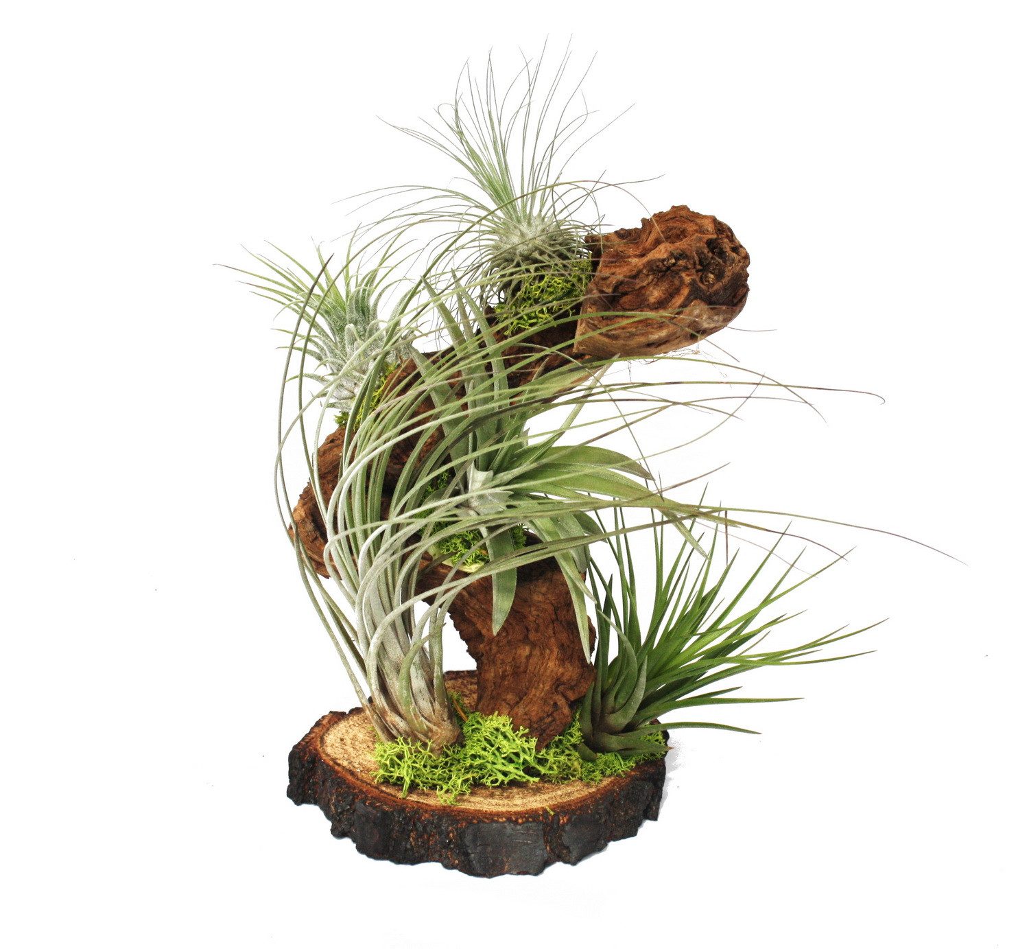 Exotenherz Zimmerpflanze Tillandsien auf Wurzelbaum - gross - 5 Pflanzen