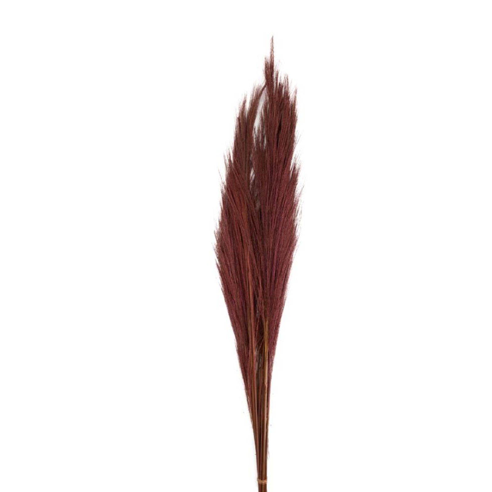 Trockenblume Ginstergras dunkelrot - Broom grass - Thysanolaena - 90-105 cm -100g, DIJK