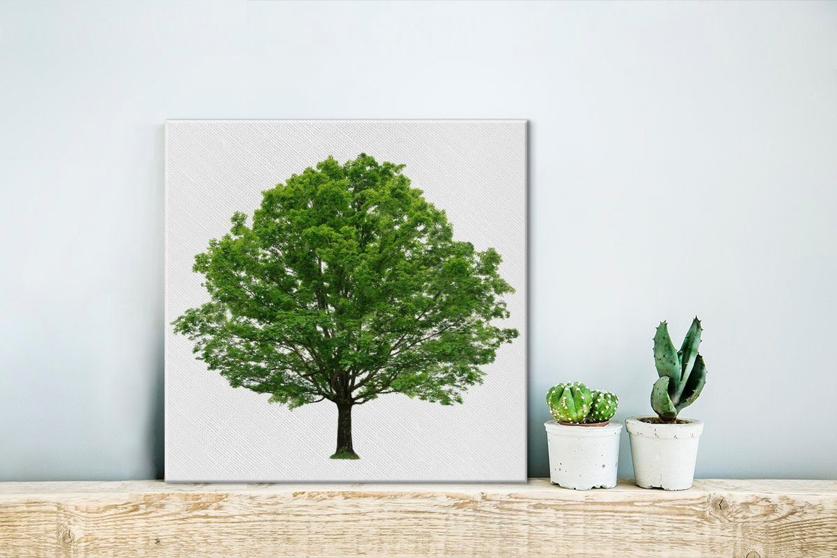 OneMillionCanvasses® Leinwandbild Ahornbaum auf weißem Bilder Schlafzimmer Leinwand St), für Hintergrund, (1 Wohnzimmer