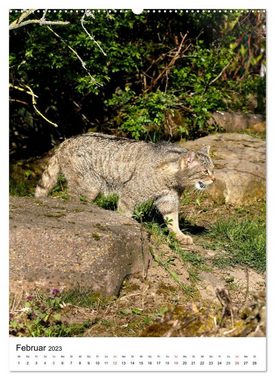 CALVENDO Wandkalender Kleine Tiger im Wald (Premium, hochwertiger DIN A2 Wandkalender 2023, Kunstdruck in Hochglanz)