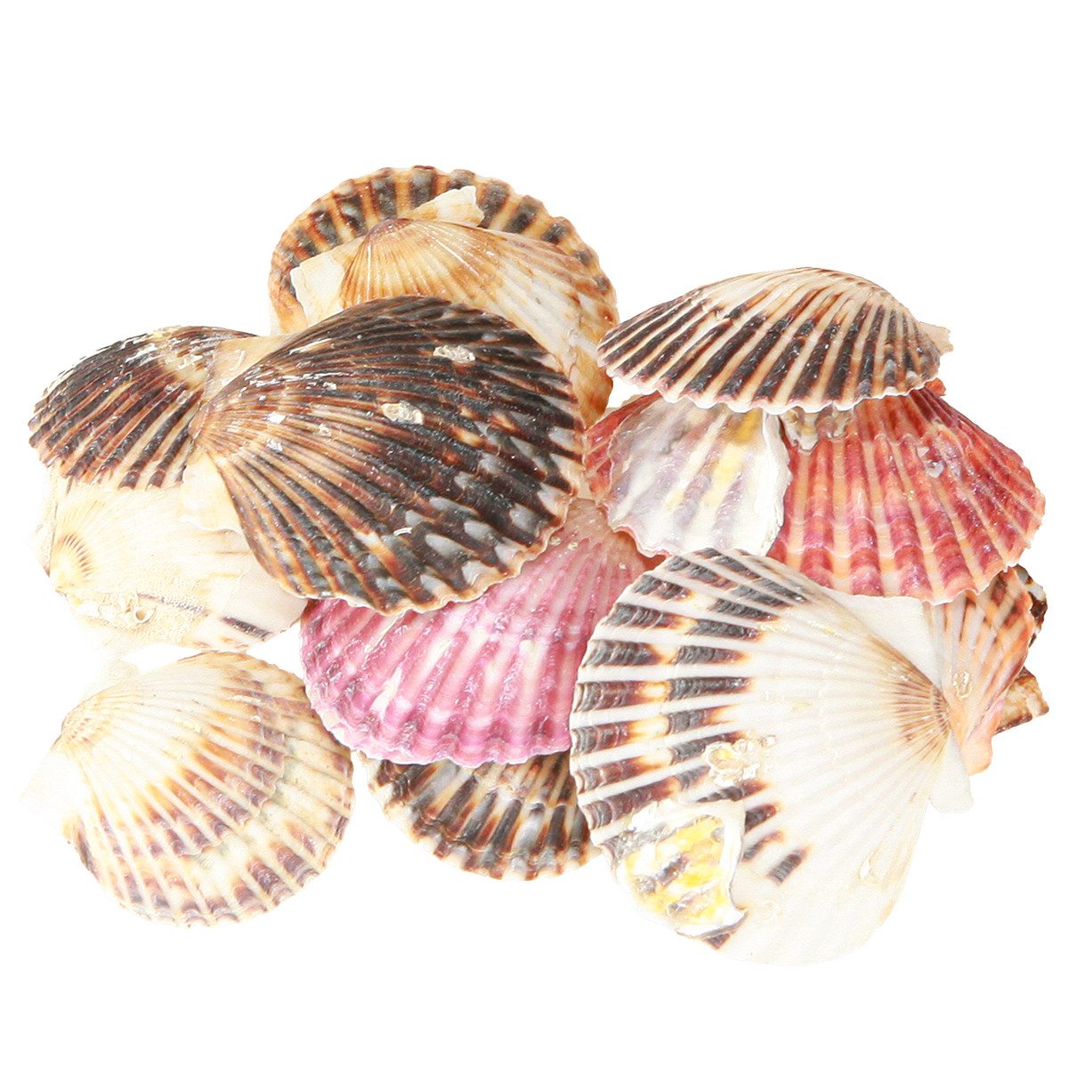 Posiwio Bastelnaturmaterial Herzmuscheln zum Basteln und Dekorieren für maritime