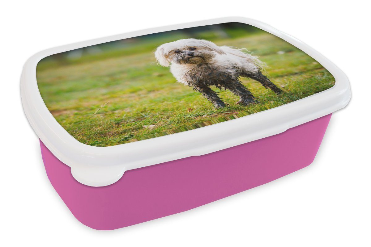 MuchoWow Lunchbox Ein kleiner Malteserhund, halb mit Schlamm bedeckt, Kunststoff, (2-tlg), Brotbox für Erwachsene, Brotdose Kinder, Snackbox, Mädchen, Kunststoff rosa