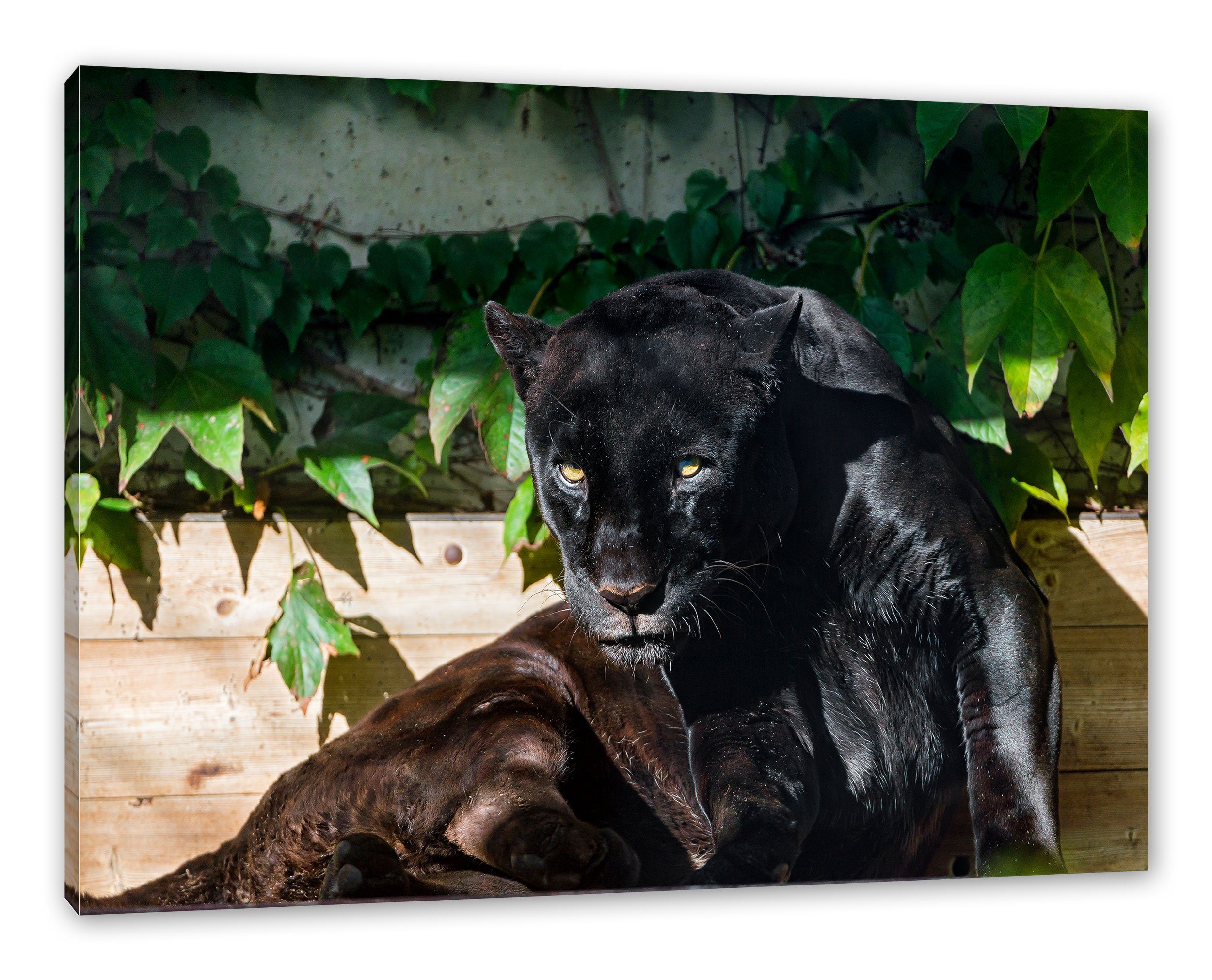 Pixxprint Leinwandbild schwarzer Panther, schwarzer Panther (1 St), Leinwandbild fertig bespannt, inkl. Zackenaufhänger