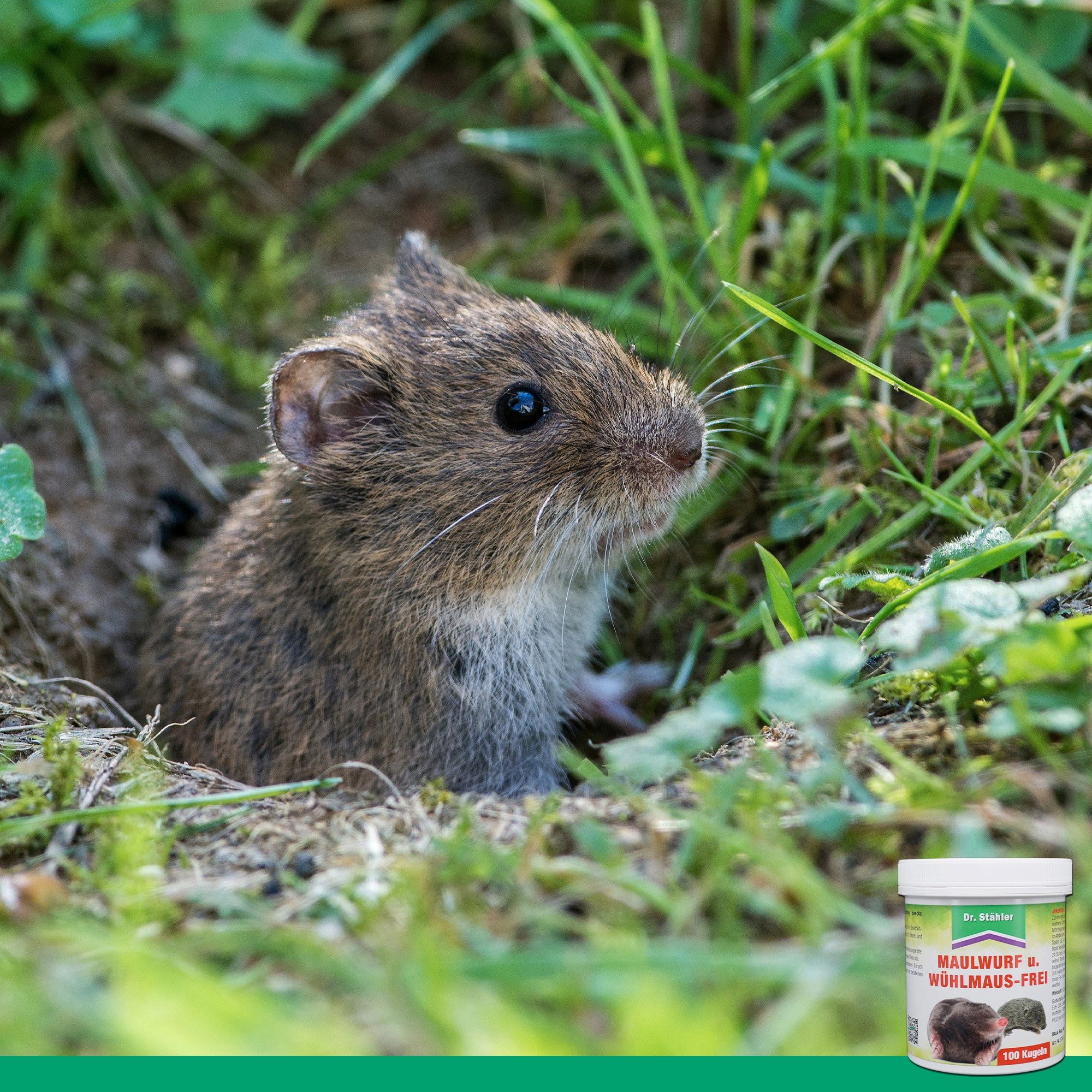 Dr. Stähler Vergrämungsmittel Maulwurf- und Wühlmausfrei Kugeln, Effektiver Schutz, Mit Eukalyptusöl, 100-St., Langzeitwirkung bis 85 Tage, Für Garten, Wege & Grünflächen