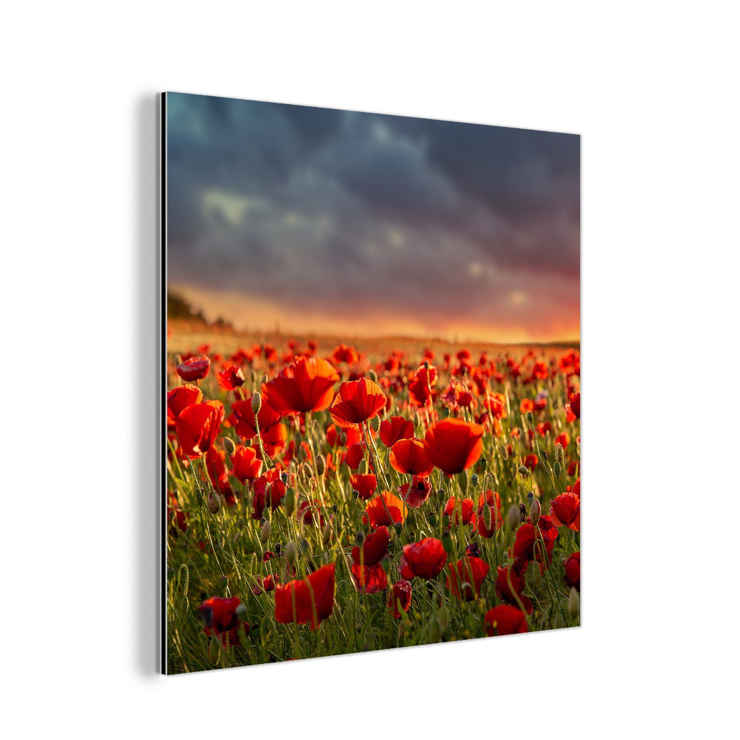 Gemälde - Sonnenuntergang (1 - MuchoWow Metall, Alu-Dibond-Druck, Mohnblumen Blumen - deko St), - - Metallbild Aluminium Natur, Feld aus Rot