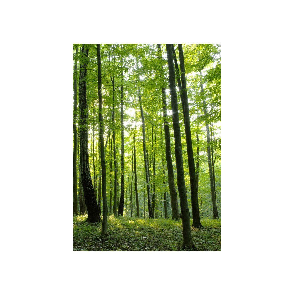 Wiese Fototapete liwwing no. liwwing Bäume Wald Wald Fototapete 528, Sonne
