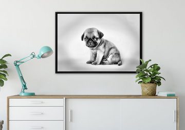 Pixxprint Leinwandbild Kleiner Hundewelpe Mops, Wanddekoration (1 St), Leinwandbild fertig bespannt, in einem Schattenfugen-Bilderrahmen gefasst, inkl. Zackenaufhänger
