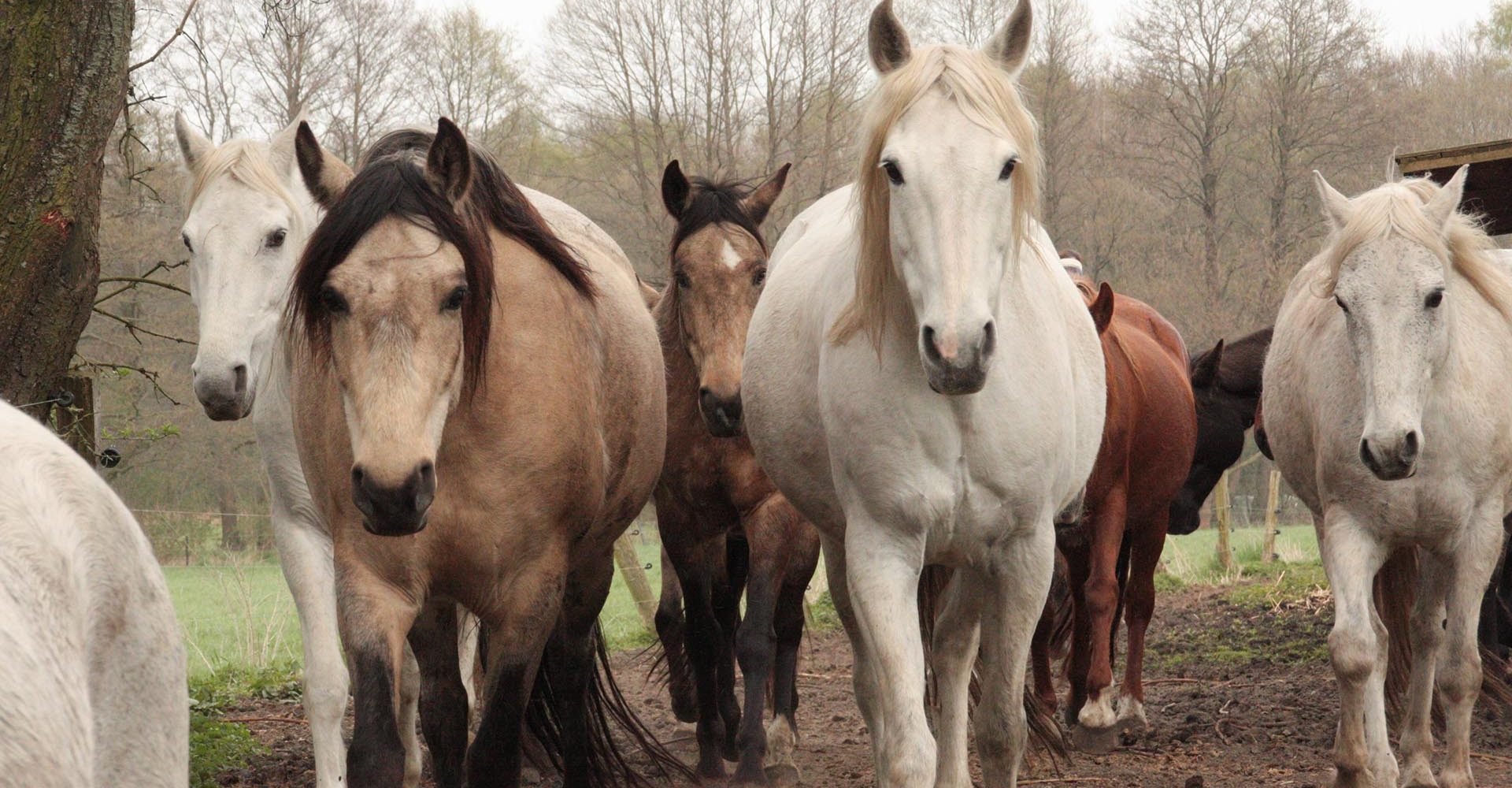 mydays Erlebnisgutschein Berittenes Bogenschießen Neustadt am Rübenberge, Bogenschiessen zu Pferde: Intuitiv, kraftvoll, magisch