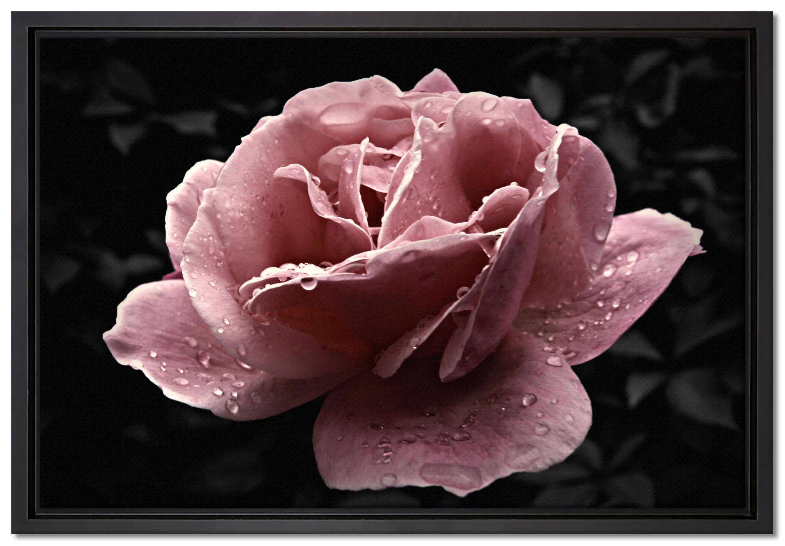 Pixxprint Leinwandbild zarte rosafarbene Rosenblüte, Wanddekoration (1 St), Leinwandbild fertig bespannt, in einem Schattenfugen-Bilderrahmen gefasst, inkl. Zackenaufhänger
