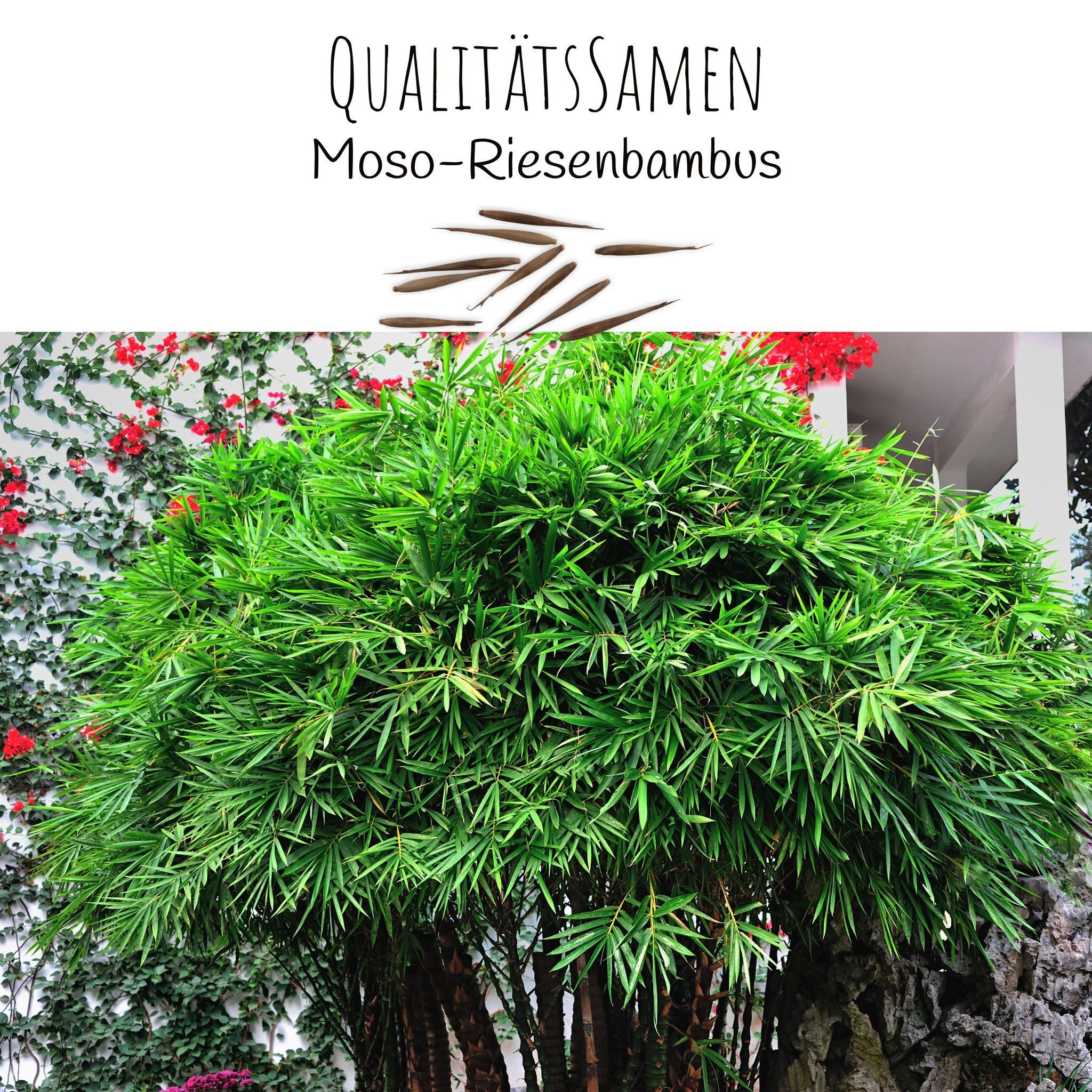 HappySeed Blumensamen Moso Riesenbambus Samen - Phyllostachys pubescens, Ba günstig online kaufen