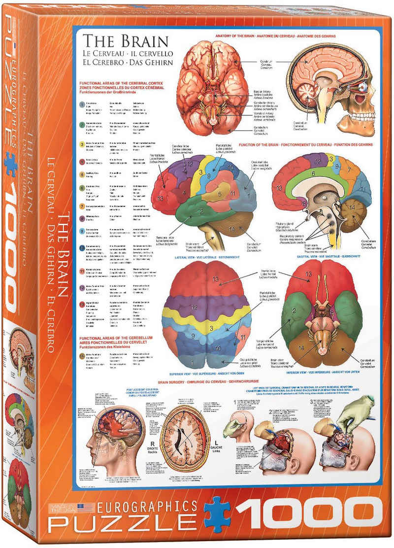 empireposter Puzzle Das Gehirn Funktion, Anatomie und Chirurgie - 1000 Teile Puzzle im Format 68x48 cm, Puzzleteile