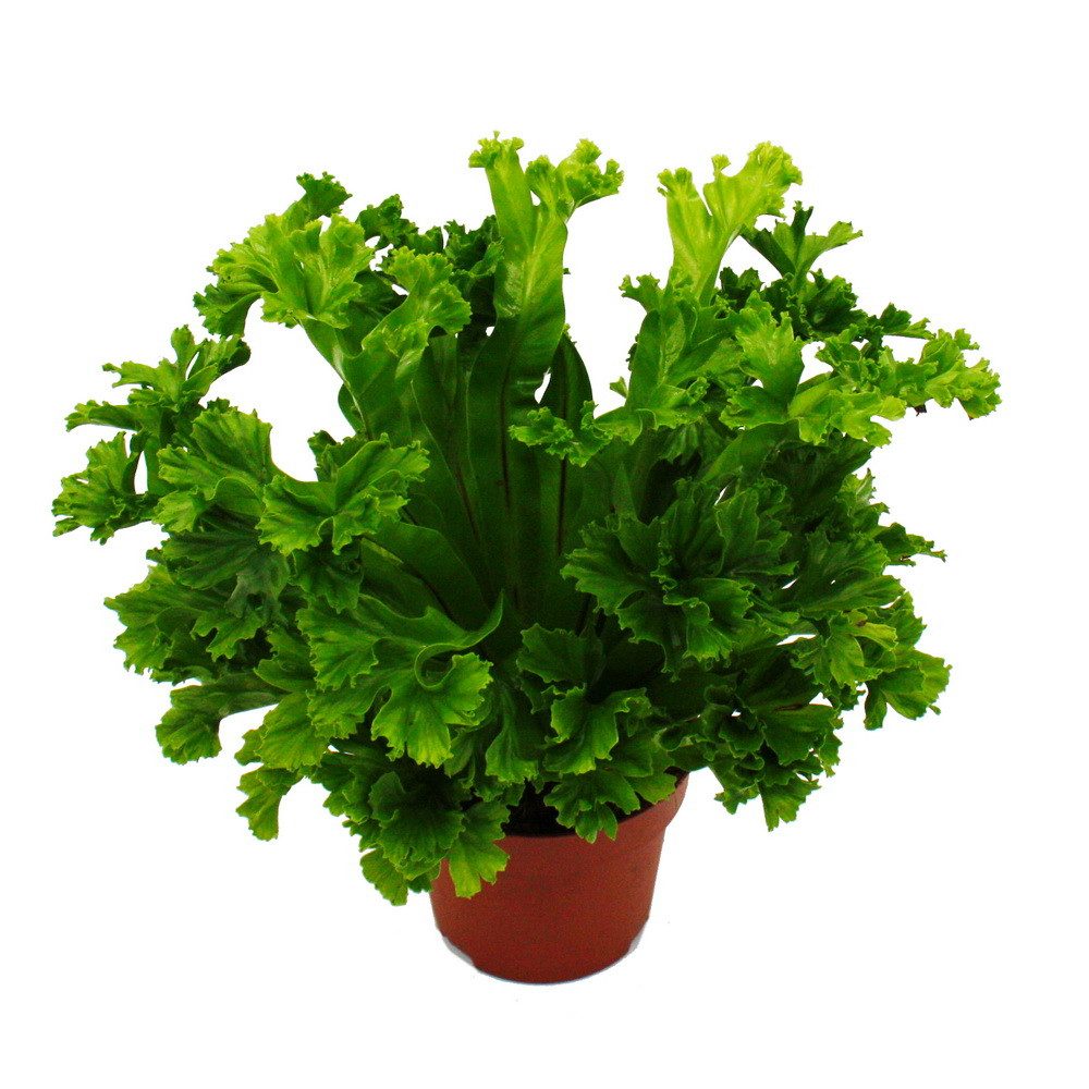 Exotenherz Zimmerpflanze Asplenium Farn-Sorten fürs Zimmer Nestfarn 12cm Topf ca. 25cm hoch – Bild 2 von 3