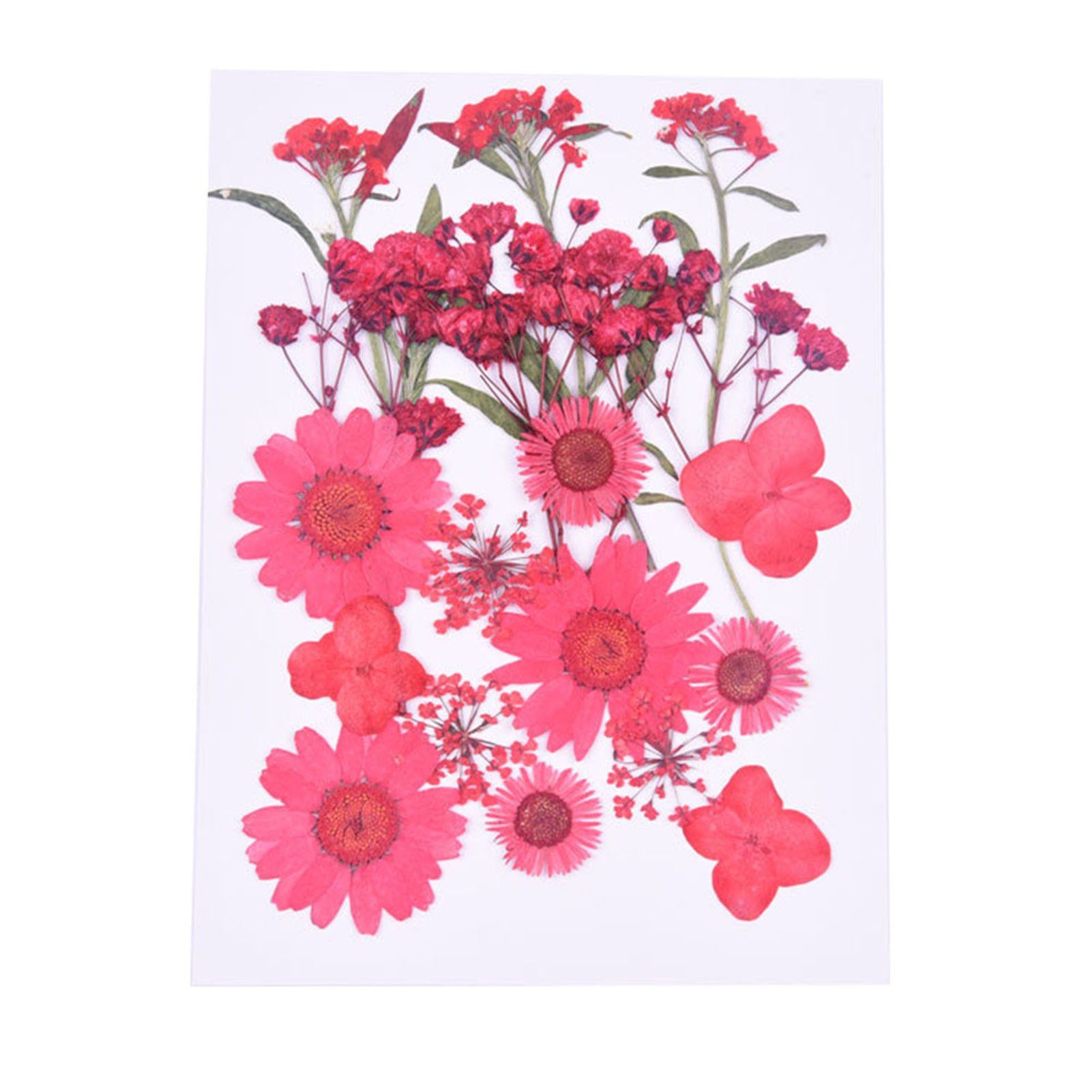 Trockene, Getrocknete 6 Gepresste Blumen, Kleine Blusmart Trockenblume combination Scrapbooking, Blumen,