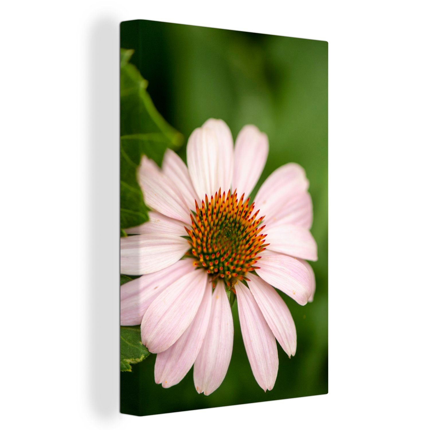 OneMillionCanvasses® Leinwandbild Nahaufnahme einer weißen Echinacea-Blüte, (1 St), Leinwandbild fertig bespannt inkl. Zackenaufhänger, Gemälde, 20x30 cm