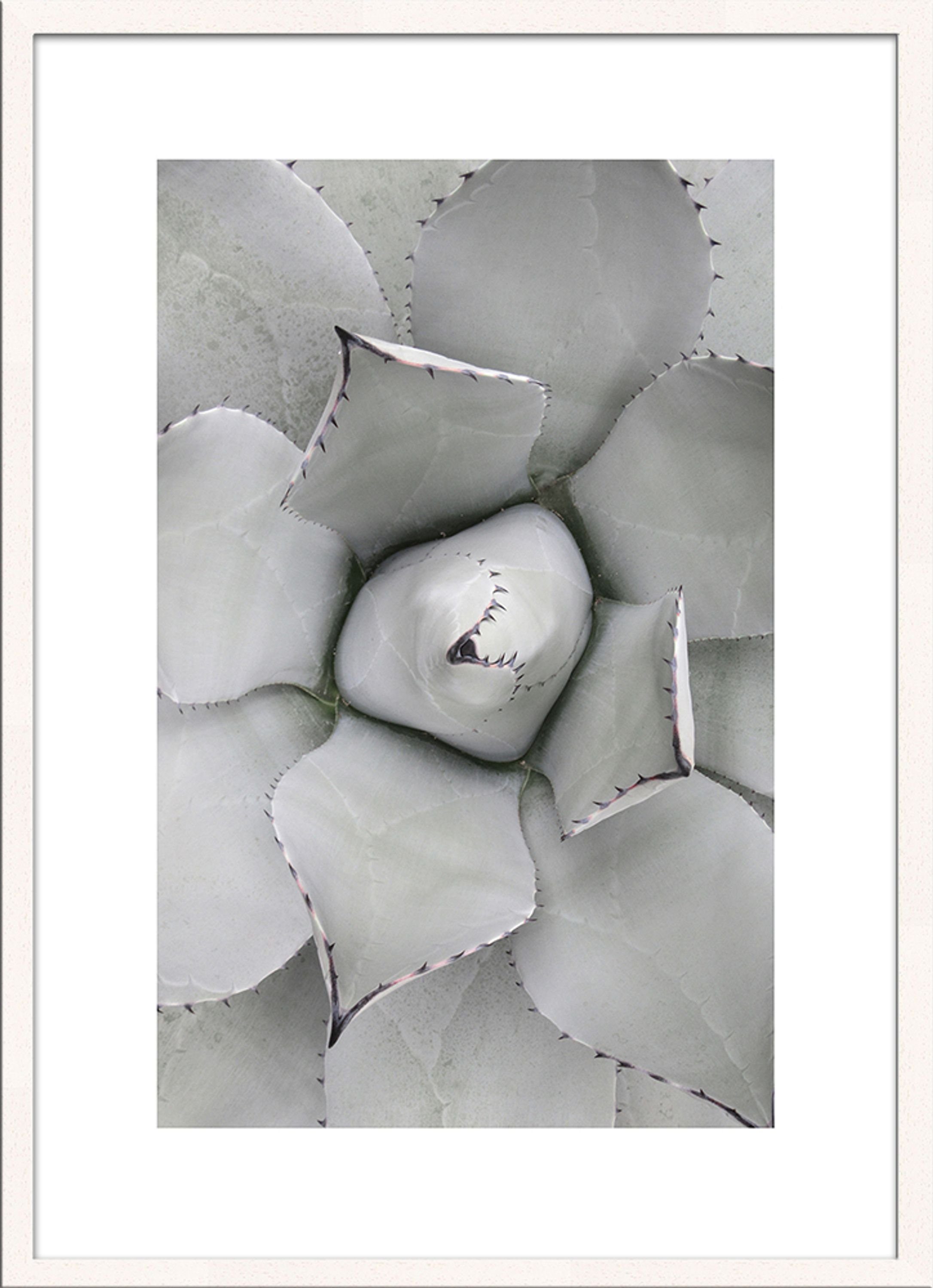 mit artissimo gerahmt Tropisches / Wandbild, Kaktus mit Bild 51x71cm Rahmen Holz-Rahmen Bild / / Design-Poster Blatt