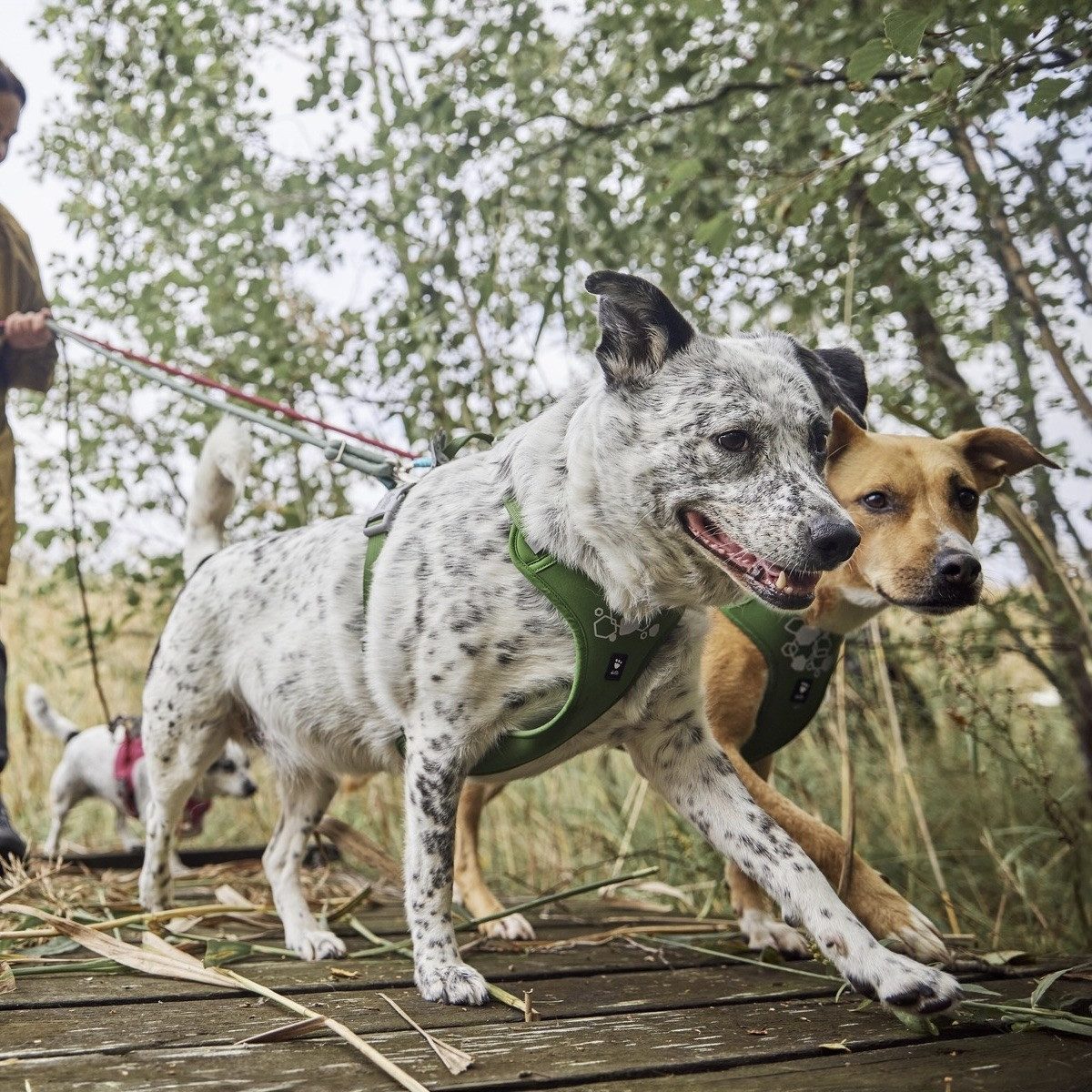 HURTTA Hunde-Geschirr Weekend Warrior Geschirr II günstig online kaufen