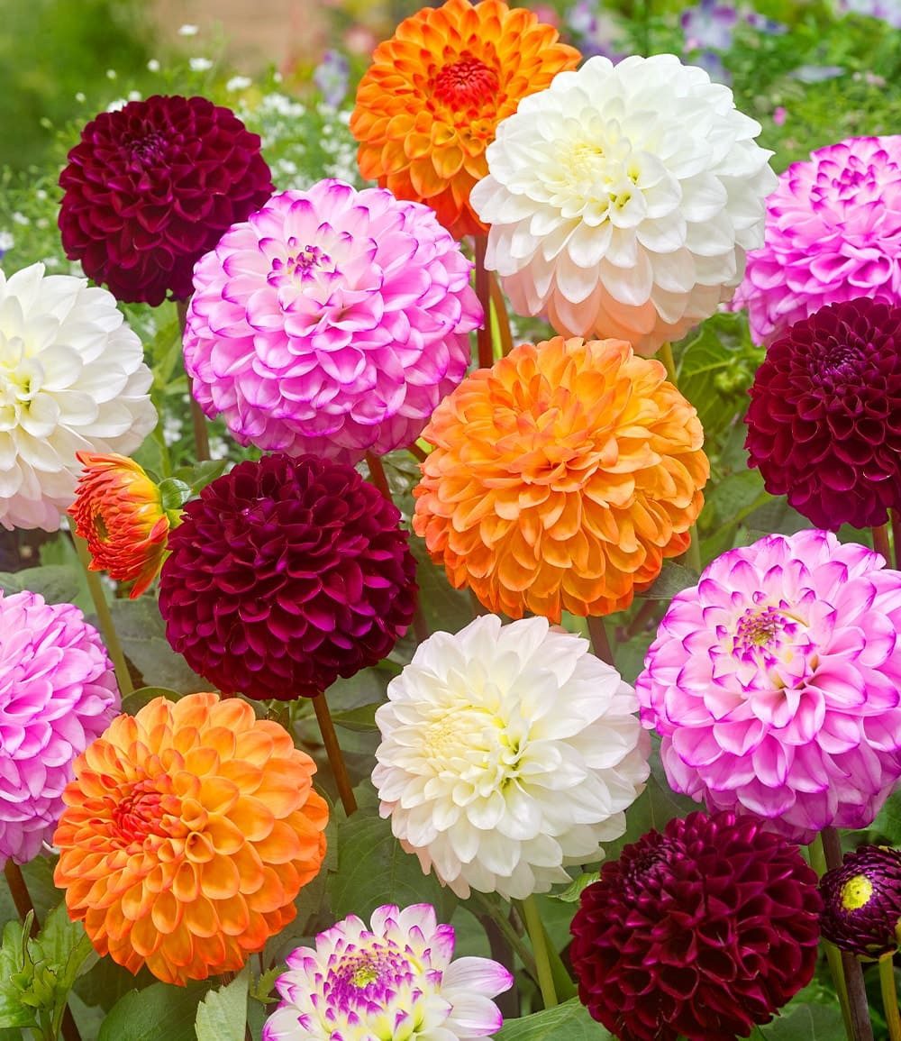 BALDUR Garten Blumenzwiebeln Dahlien-Mix 'Pompon', Sommerblüher, lange Blütezeit, pflegeleicht