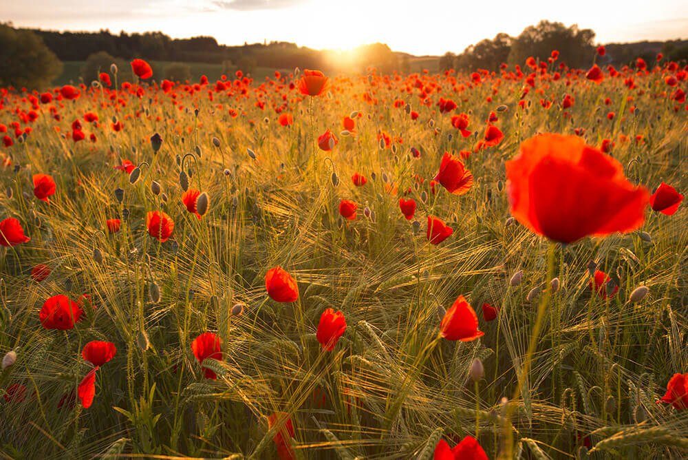 KUNSTLOFT Vliestapete Flowers in Field, leicht glänzend, lichtbeständige Design Tapete