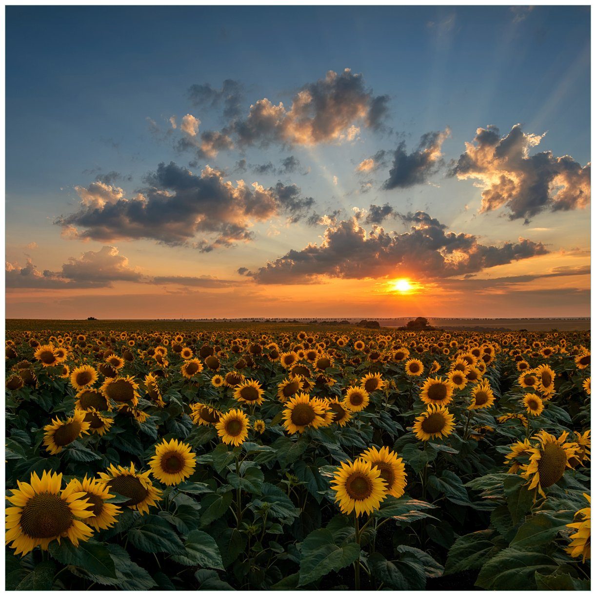 Wallario Tischplatte Sonnenblumenwiese vor Wolken mit Sonnenuntergang (1 St), für Ikea Lack Tisch geeignet