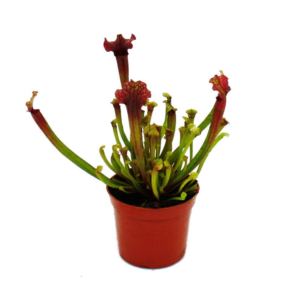 Exotenherz Zimmerpflanze Schlauchpflanze Sarracenia "Judith" Fleischfressende Pflanze 9cm Topf