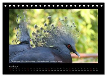 CALVENDO Wandkalender Wildtiere (Tischkalender 2024 DIN A5 quer), CALVENDO Monatskalender