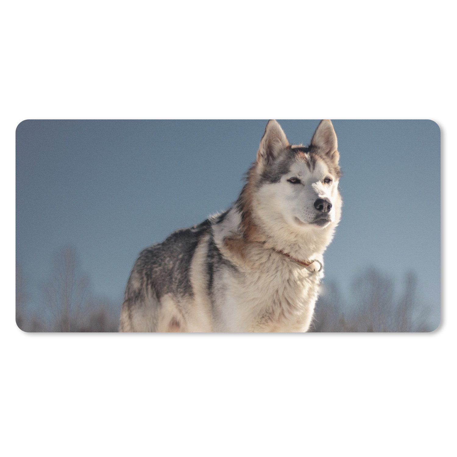 MuchoWow Mauspad Husky im Schnee (1-St), Mousepad mit Rutschfester Unterseite, Gaming XXL, Großes, 120x60 cm