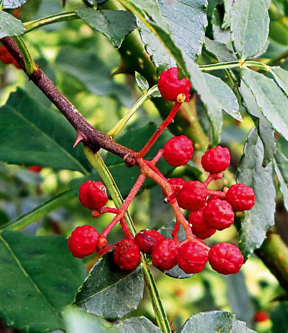 BALDUR Garten Obstpflanze Szechuan-Pfeffer, 1 St., Schnittfest, duftend, winterhart, mehrjährig, pflegeleicht