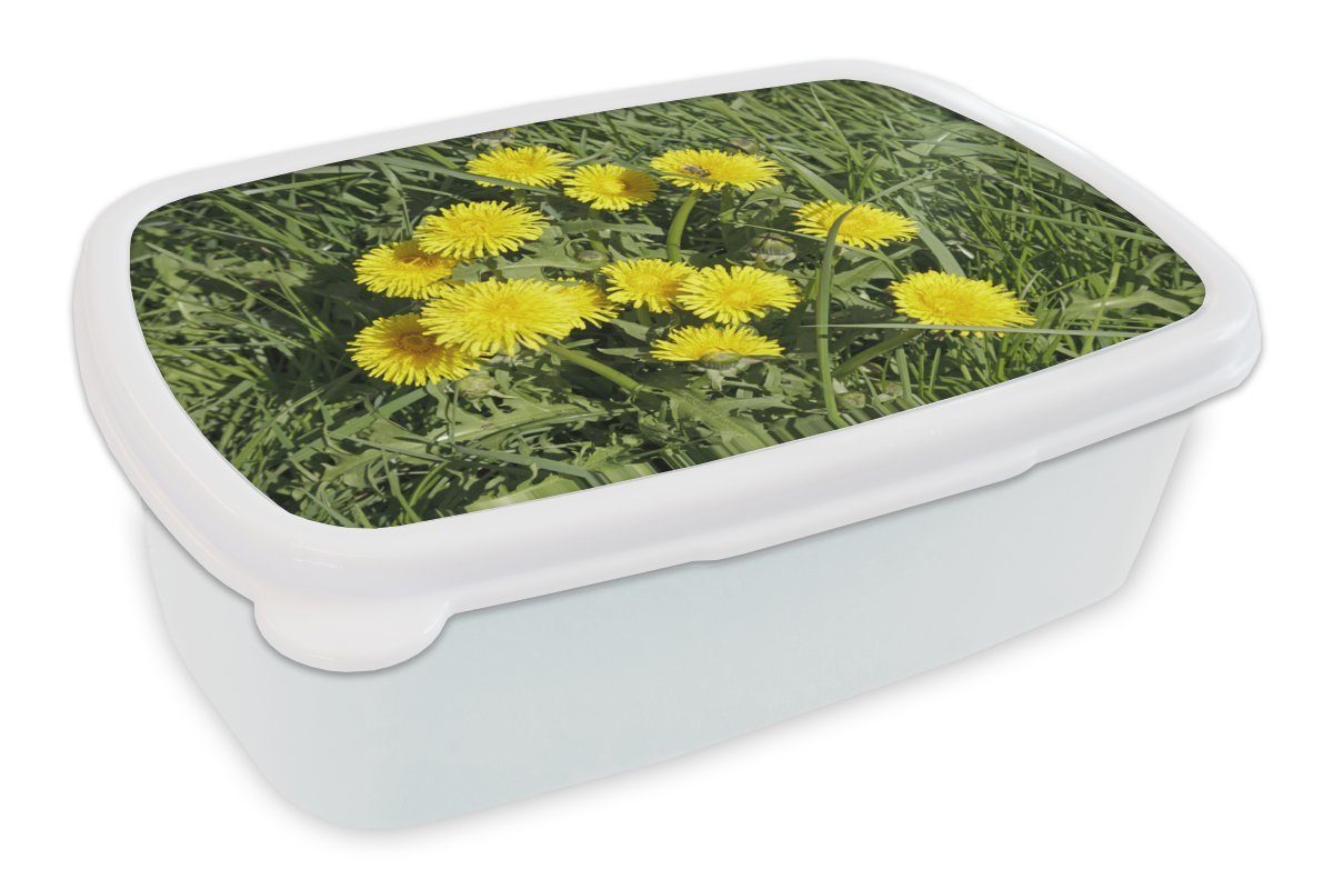 MuchoWow Lunchbox Löwenzahn - Gras - Frühling, Kunststoff, (2-tlg), Brotbox für Kinder und Erwachsene, Brotdose, für Jungs und Mädchen weiß